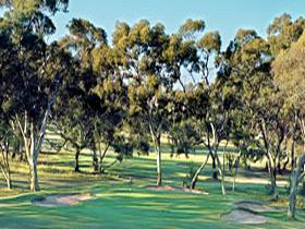 Tanunda Pines Golf Club - Yamba Accommodation