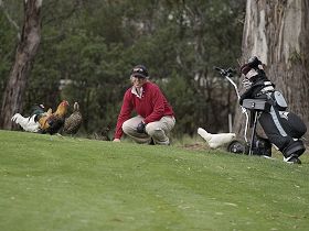 Tasmania Golf Club - The - Yamba Accommodation