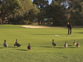 Royal Hobart Golf Club - Kingaroy Accommodation