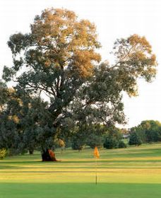 Cowra Golf Club - Accommodation NT
