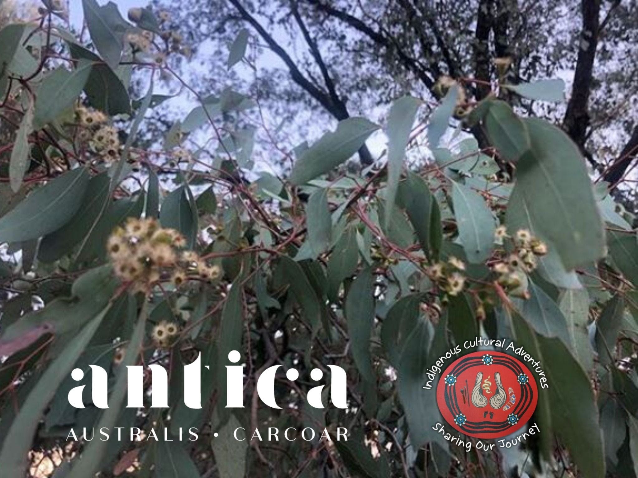 Antica Australis - Winter Fire Festival - Accommodation Cooktown