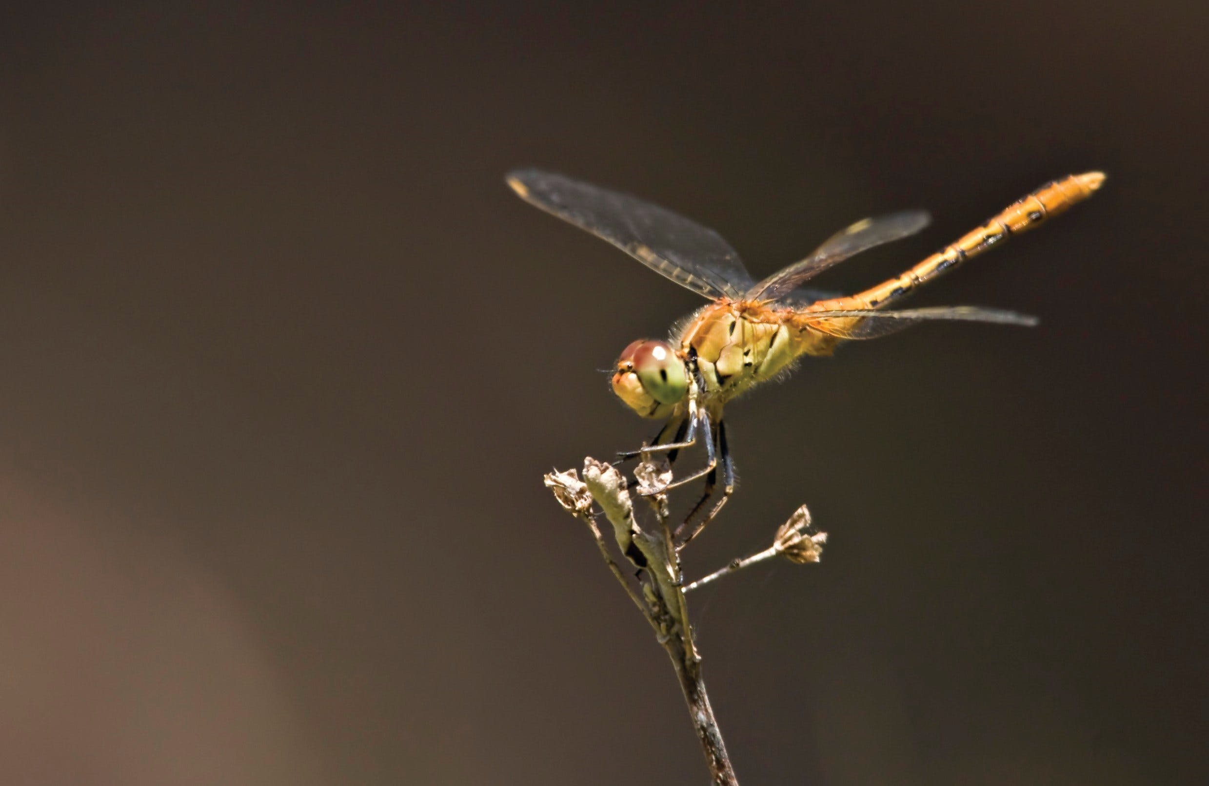 Dragonfly Discovery - Geraldton Accommodation