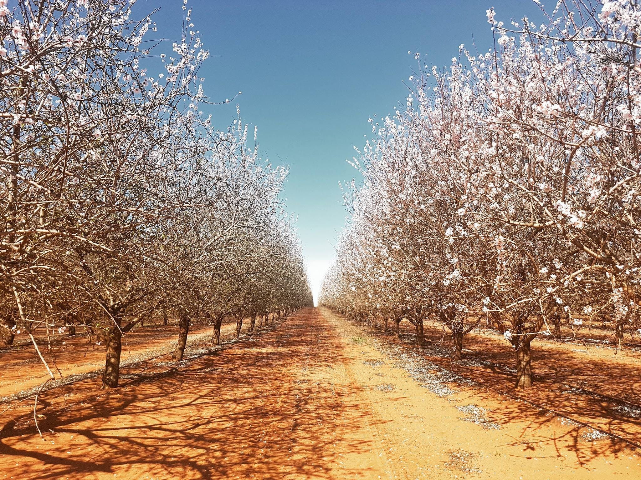Mallee Almond Blossom Festival - Accommodation VIC