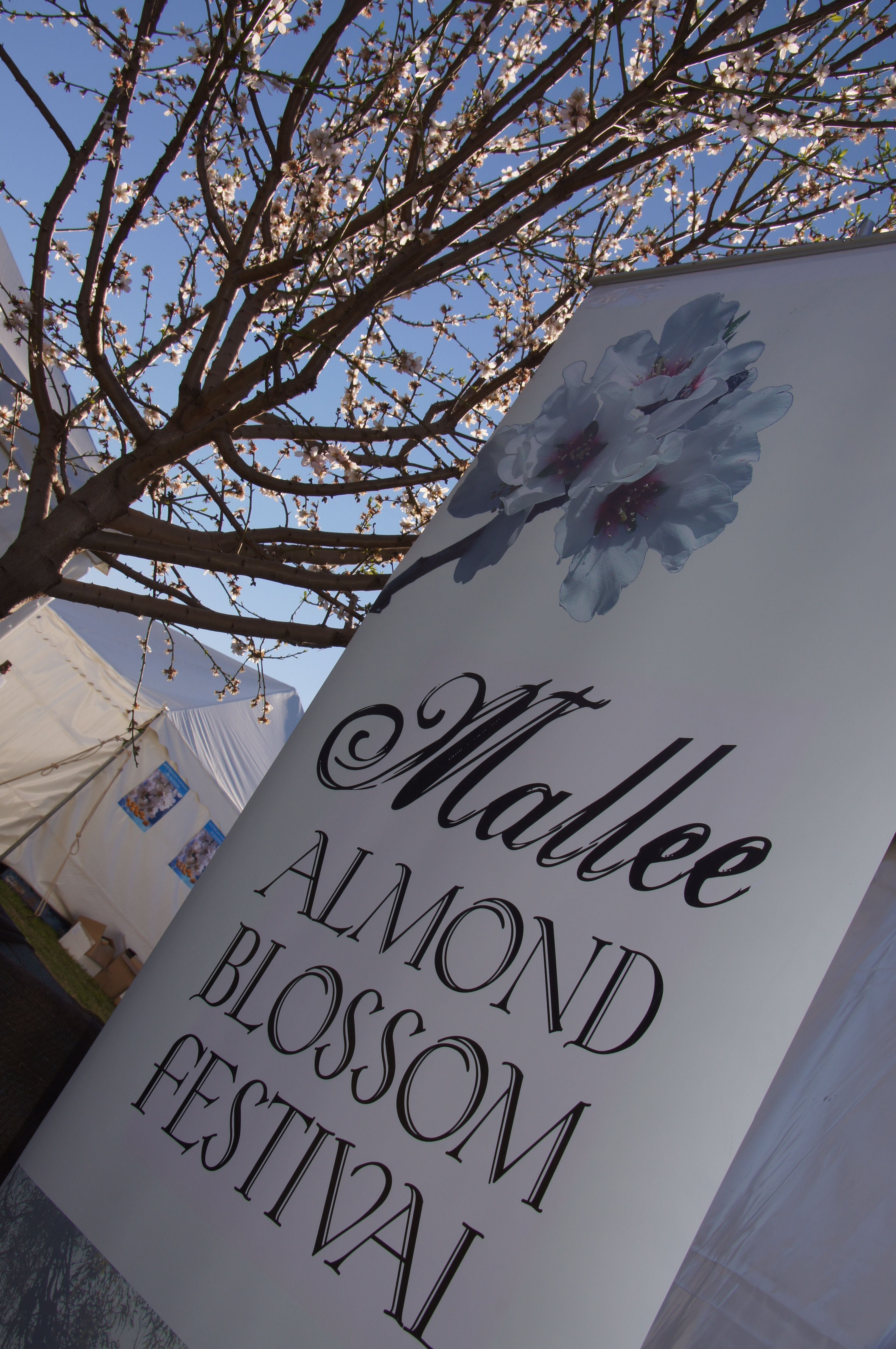 Mallee Almond Blossom Festival - thumb 1