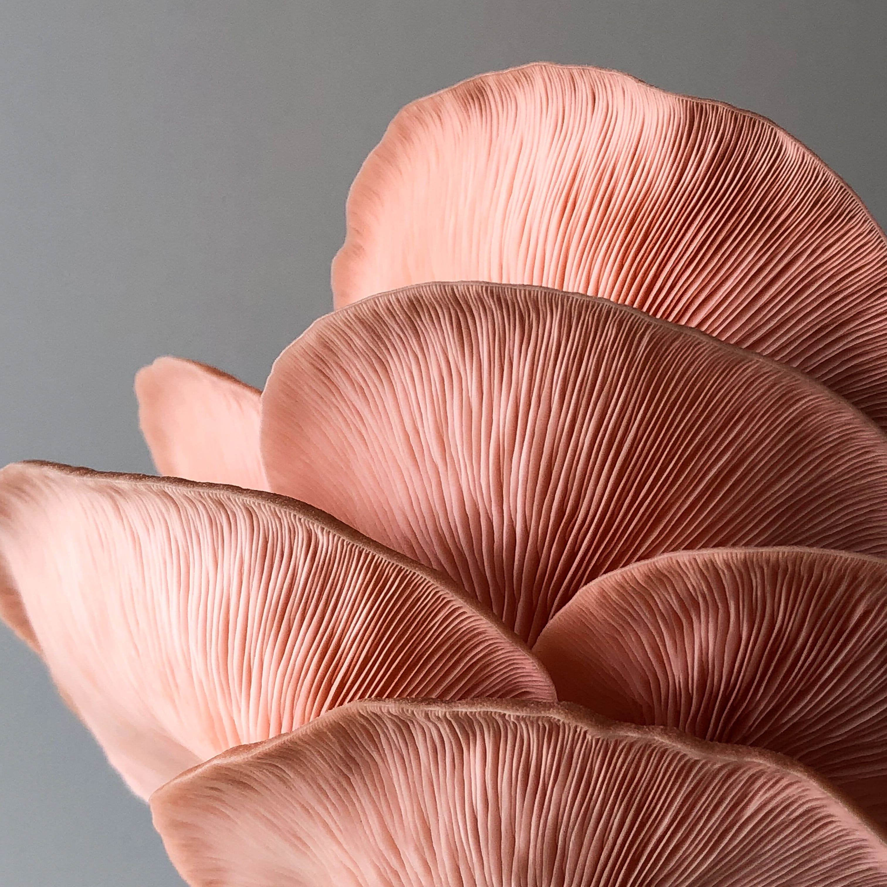 Mushroom Growing Masterclass - Restaurant Gold Coast