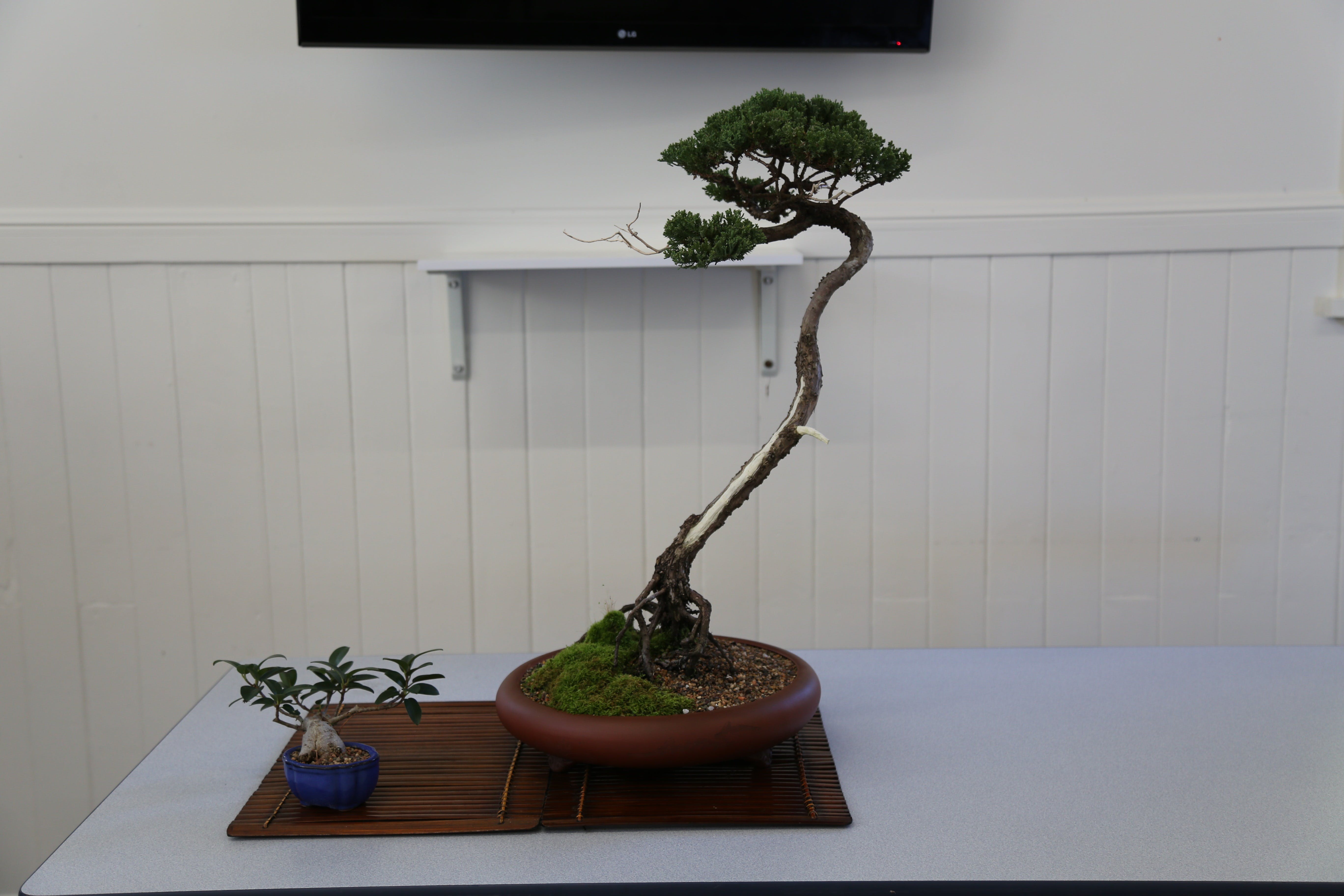 Wauchope Bonsai Workshop Group - Accommodation Cooktown