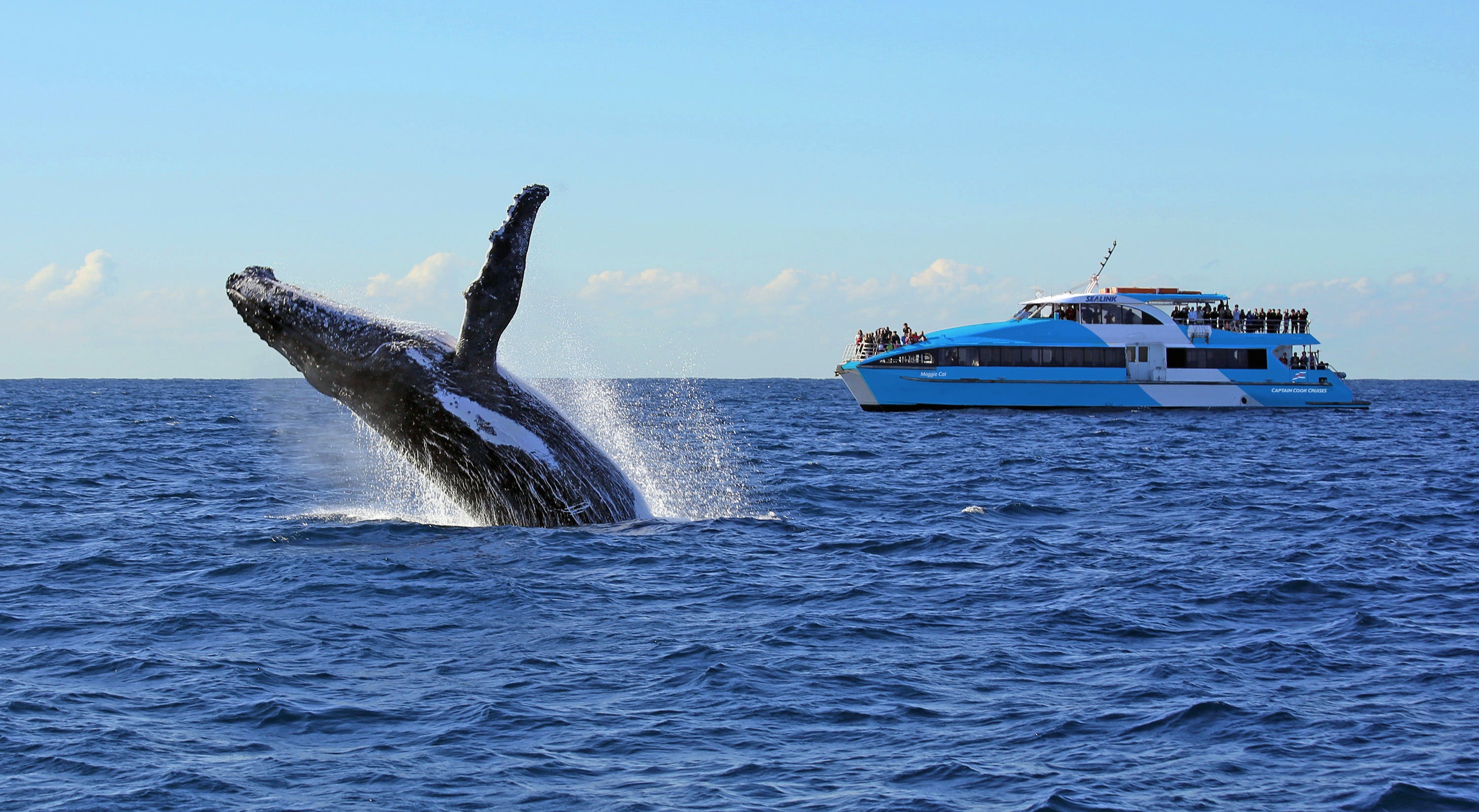 Whale Watching Cruises - Surfers Gold Coast