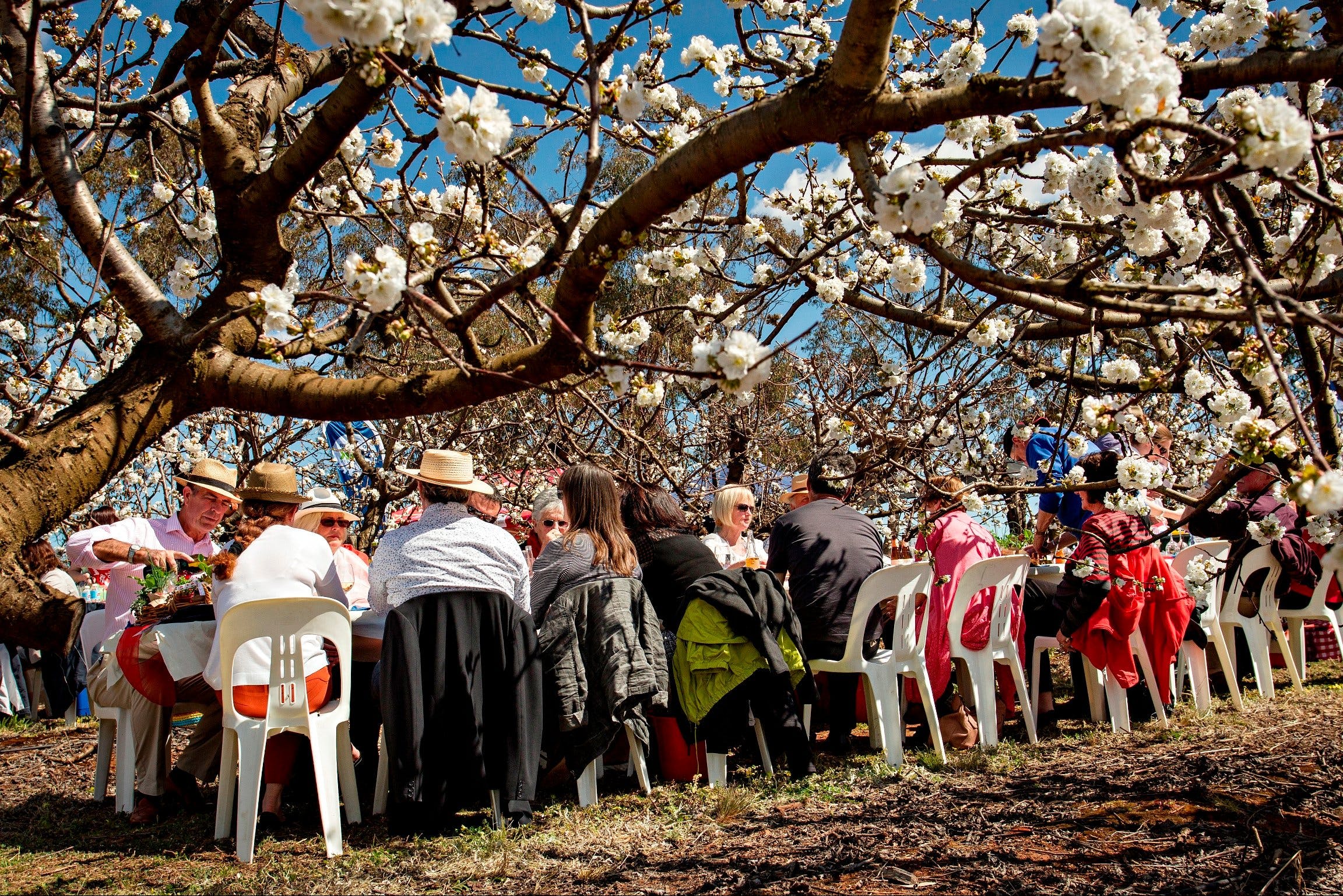 Young Cherry Blossom Long Lazy Lunch - Tourism Bookings WA