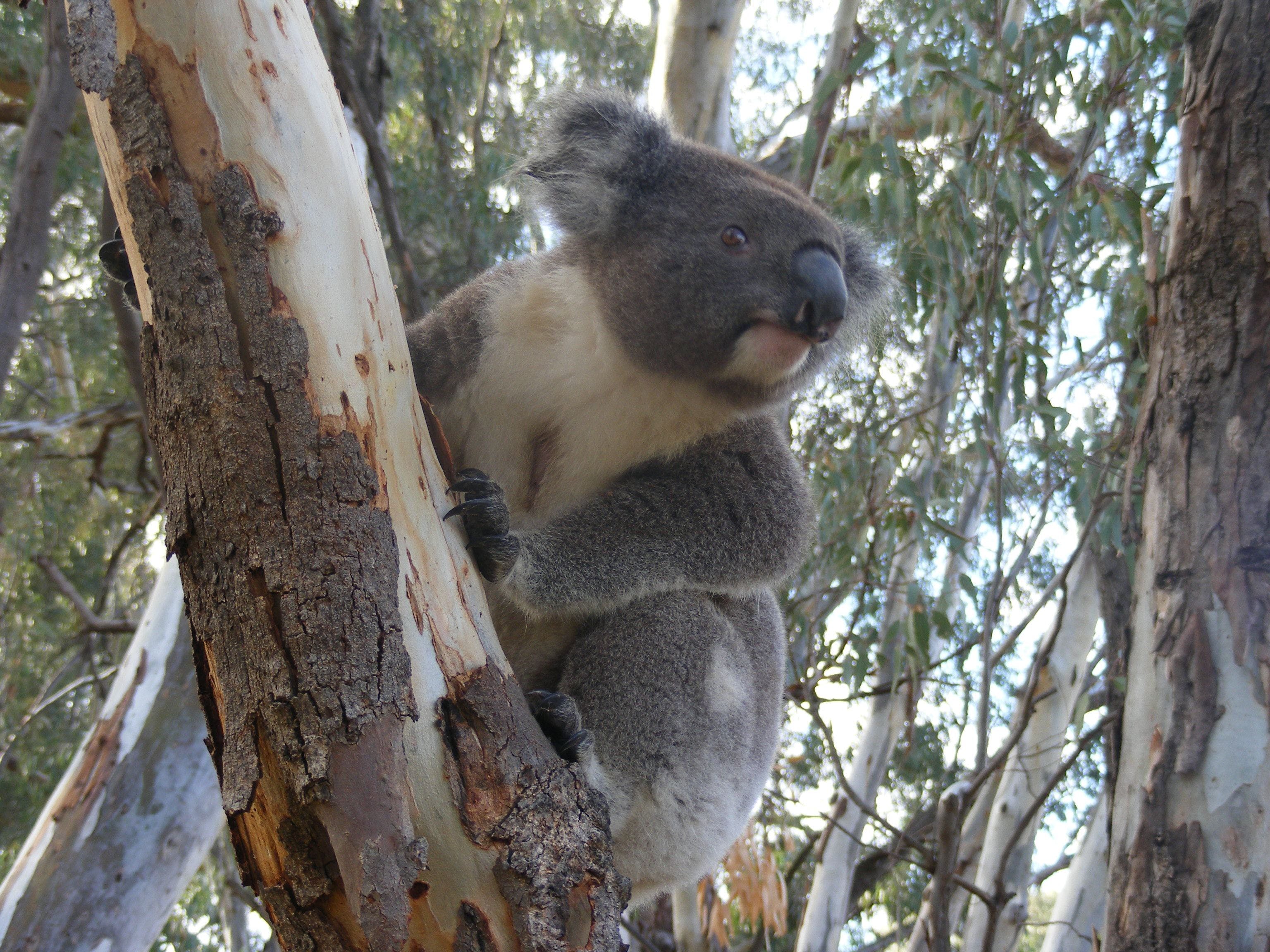 Annual Koala Count - Accommodation Gladstone