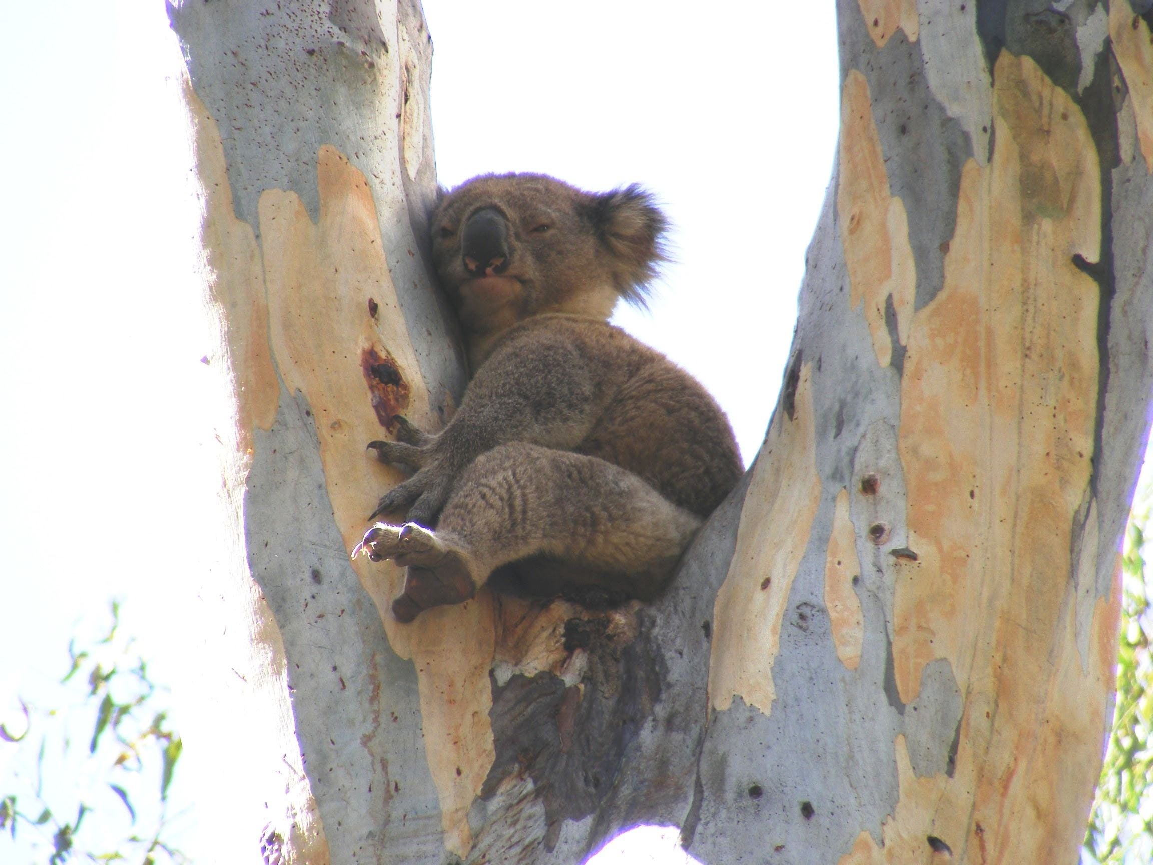 Annual Koala Count - thumb 2
