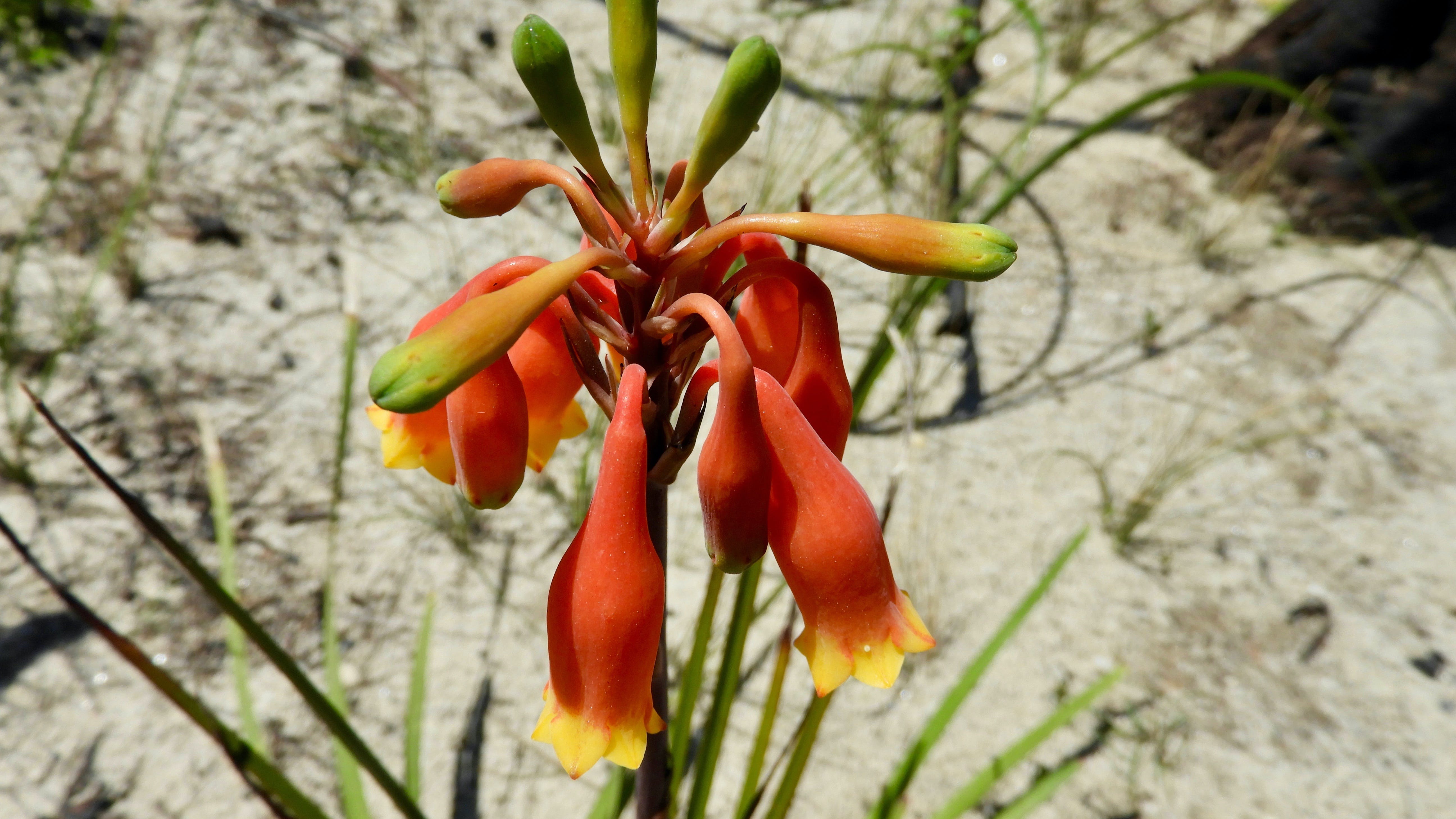 Australian flora past present and future - Yamba Accommodation