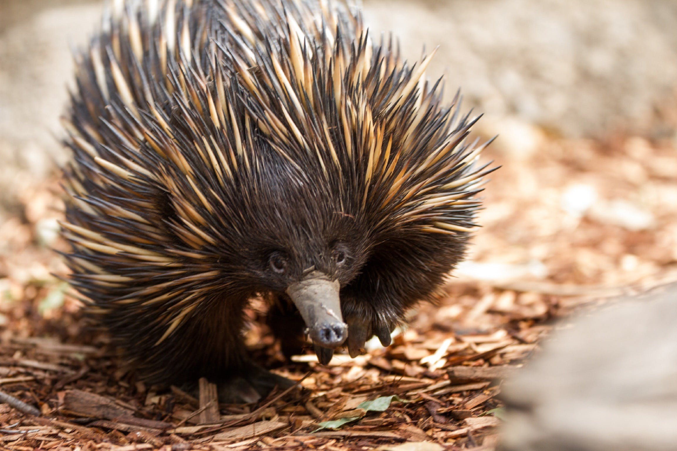 Aussie Wildlife Course - July/August/September - Accommodation Airlie Beach