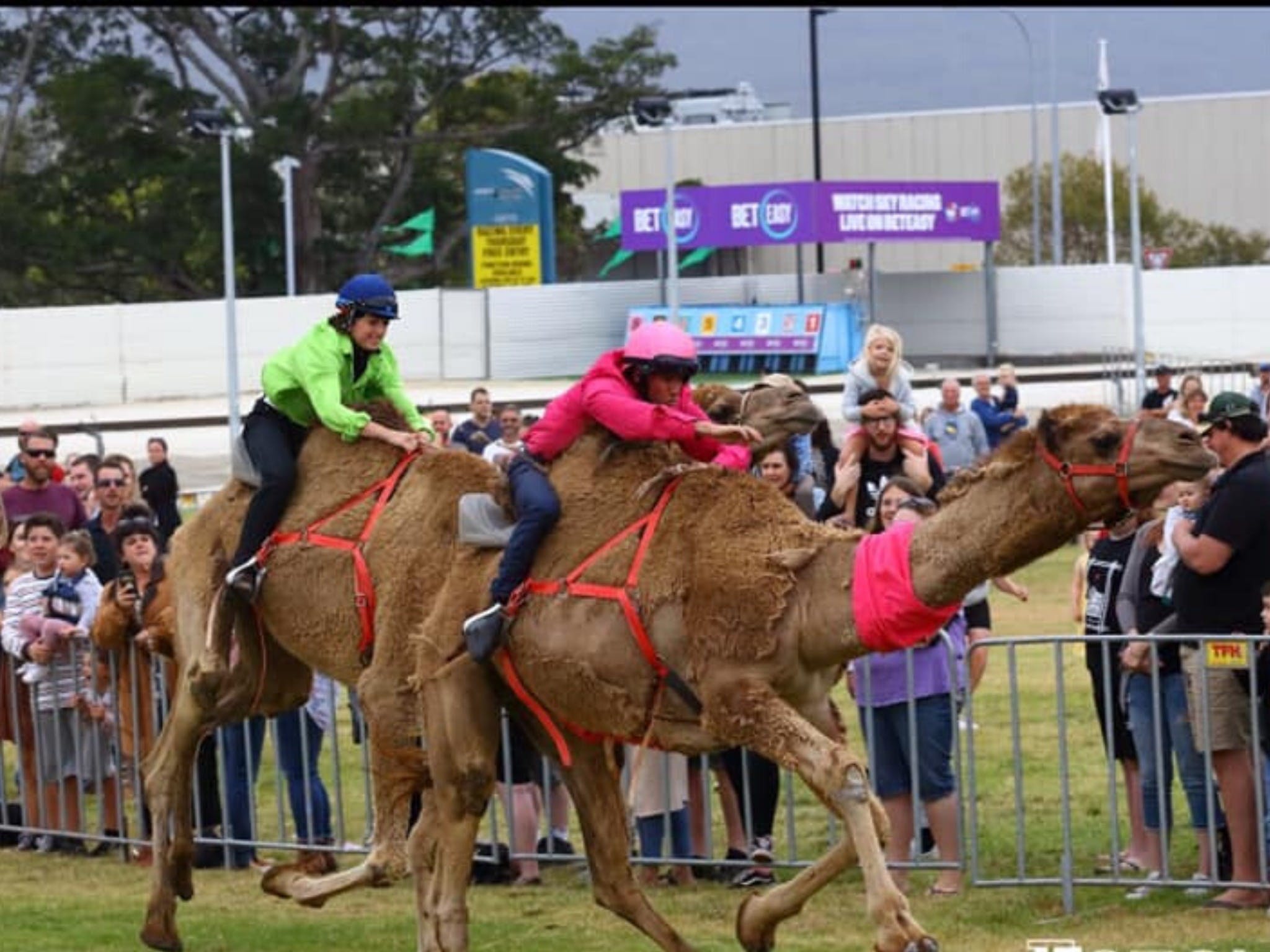 Camel Races at Gosford Showgrounds - Kingaroy Accommodation