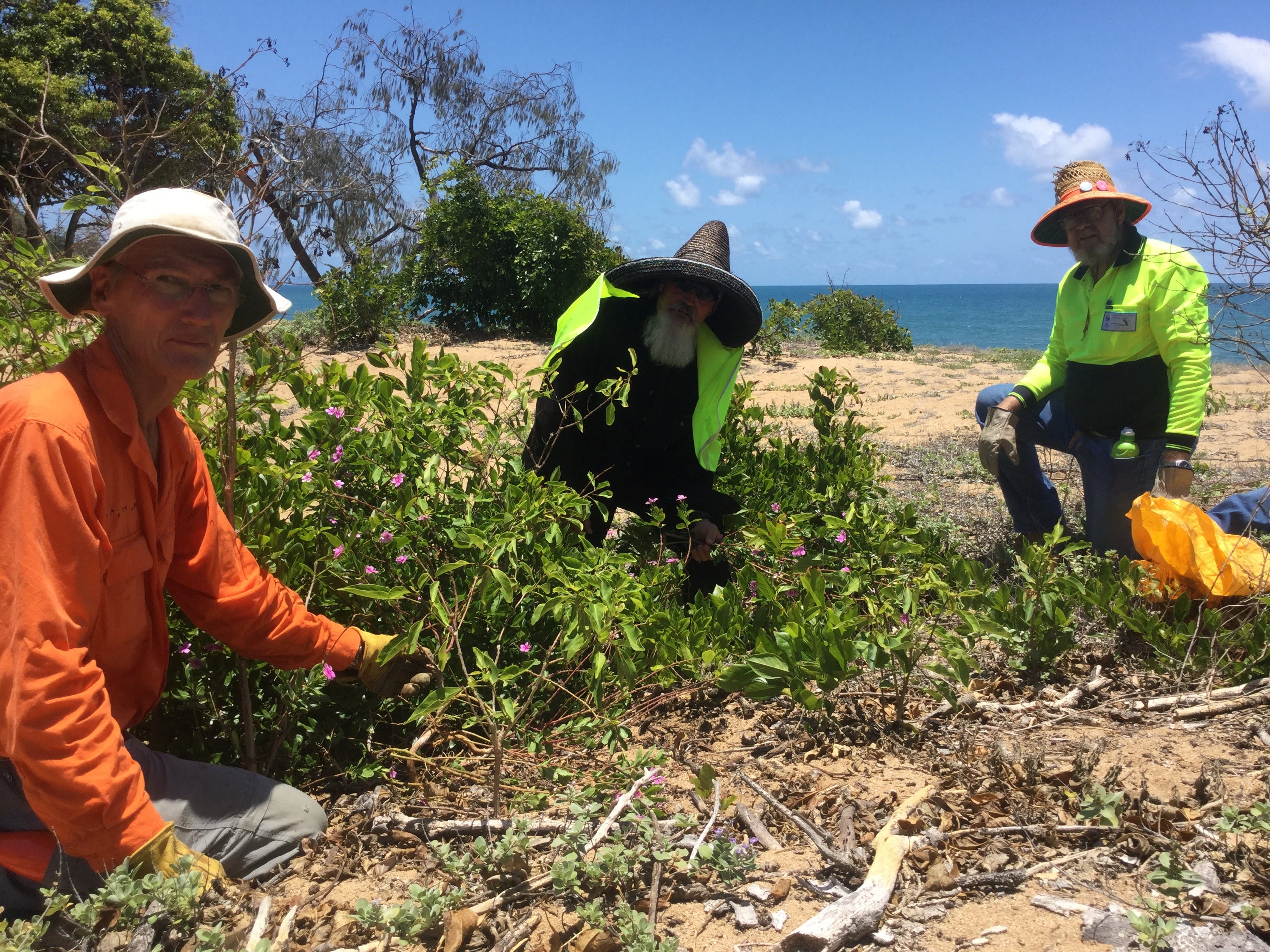 Conservation Volunteers Australia Townsville - Beach Scrub Conservation - thumb 2