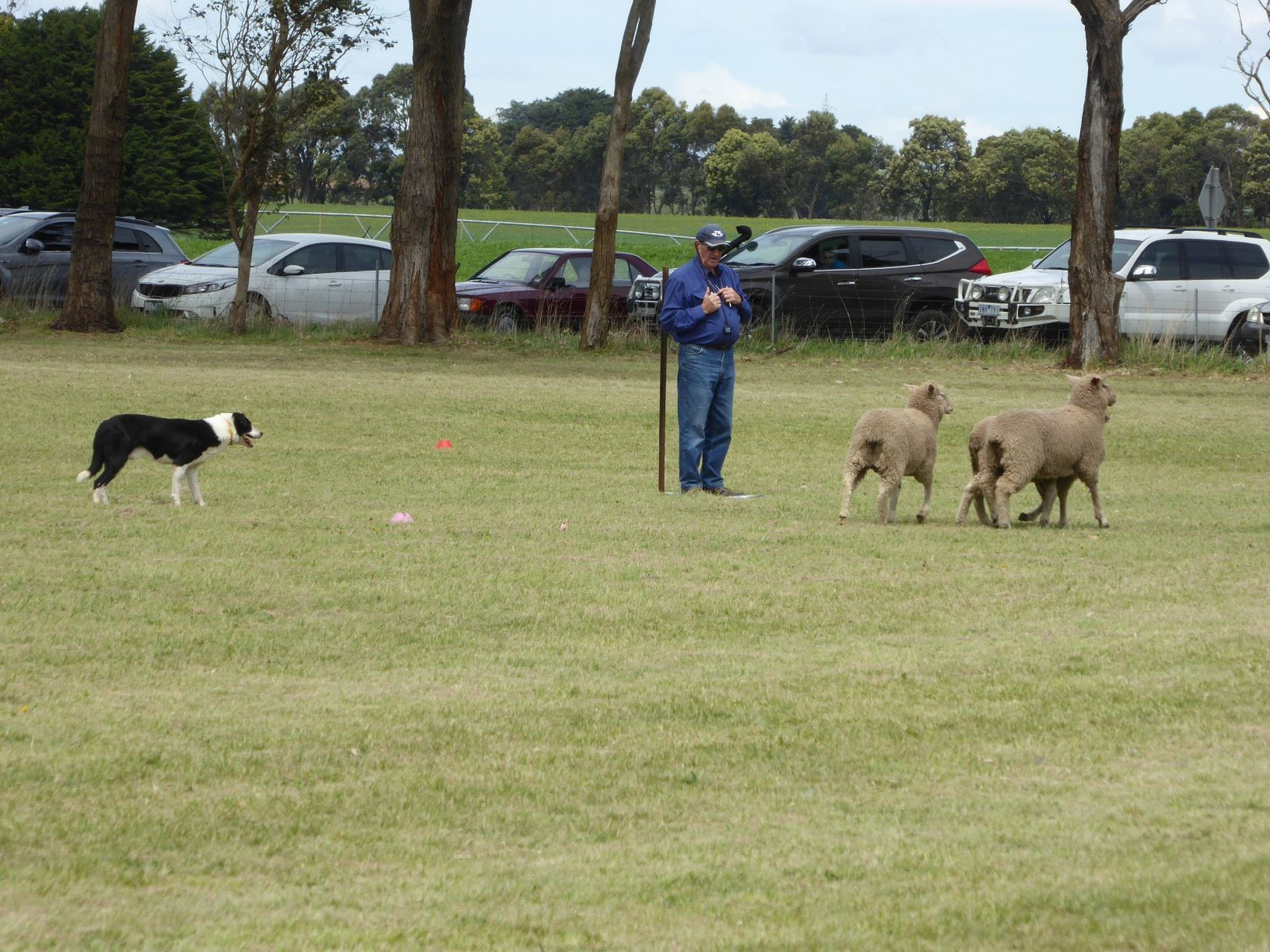Dean Sheepdog Trials - Old Sniff Classic - Tourism Bookings WA