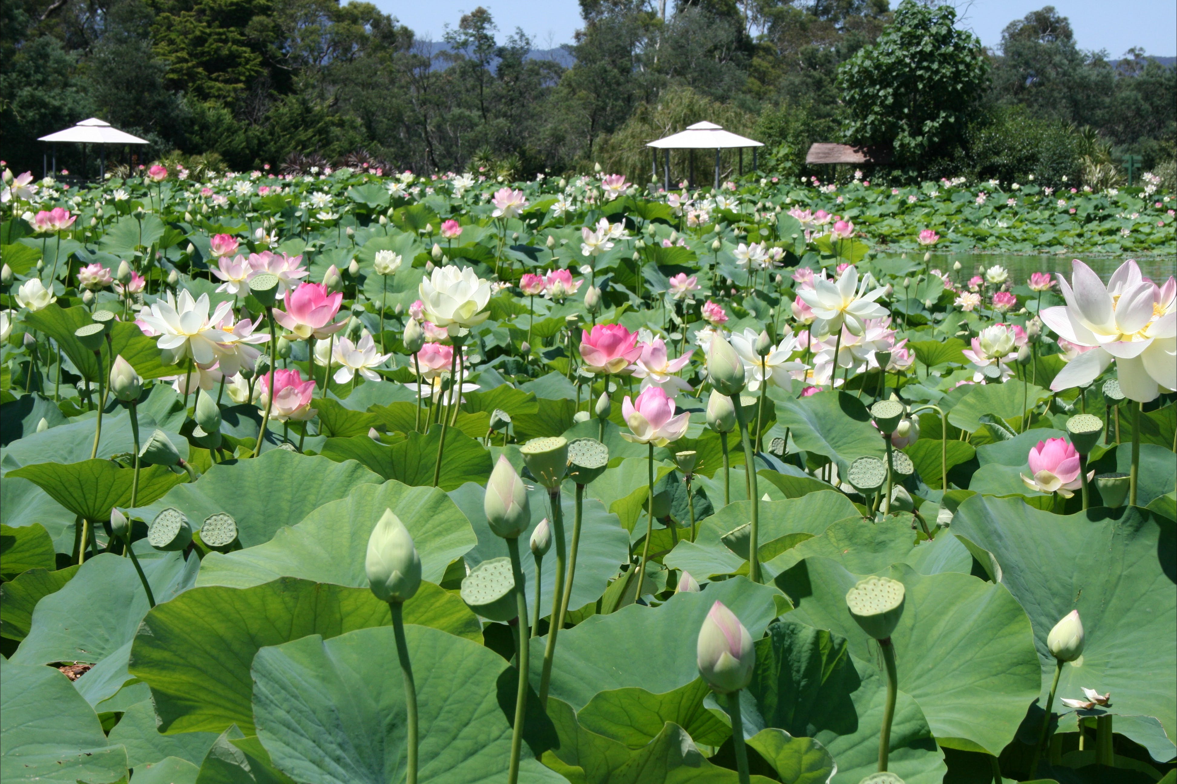 Lotus Flower Season