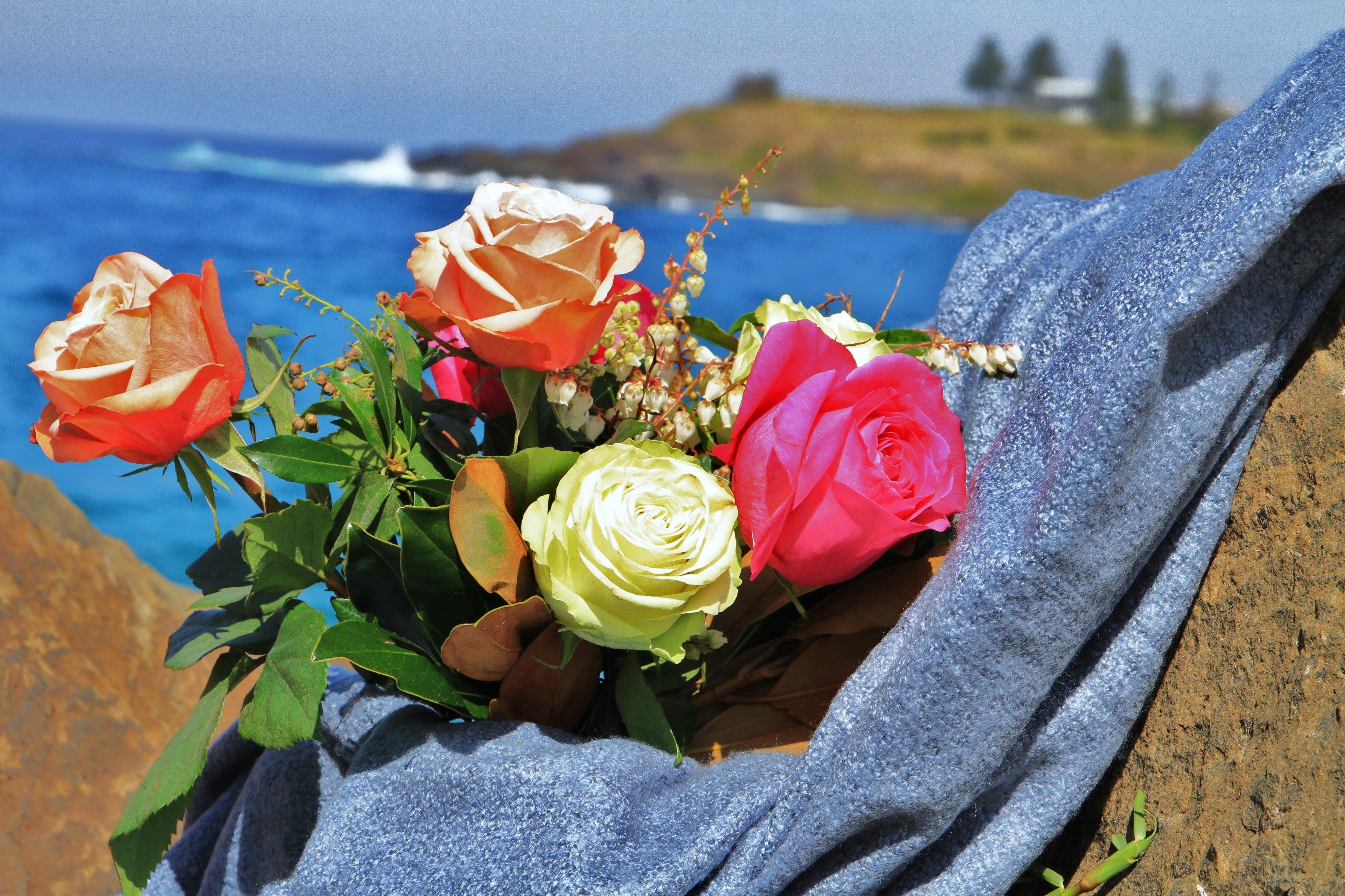 Roses by the Seaside National Rose Championships and Conference - St Kilda Accommodation