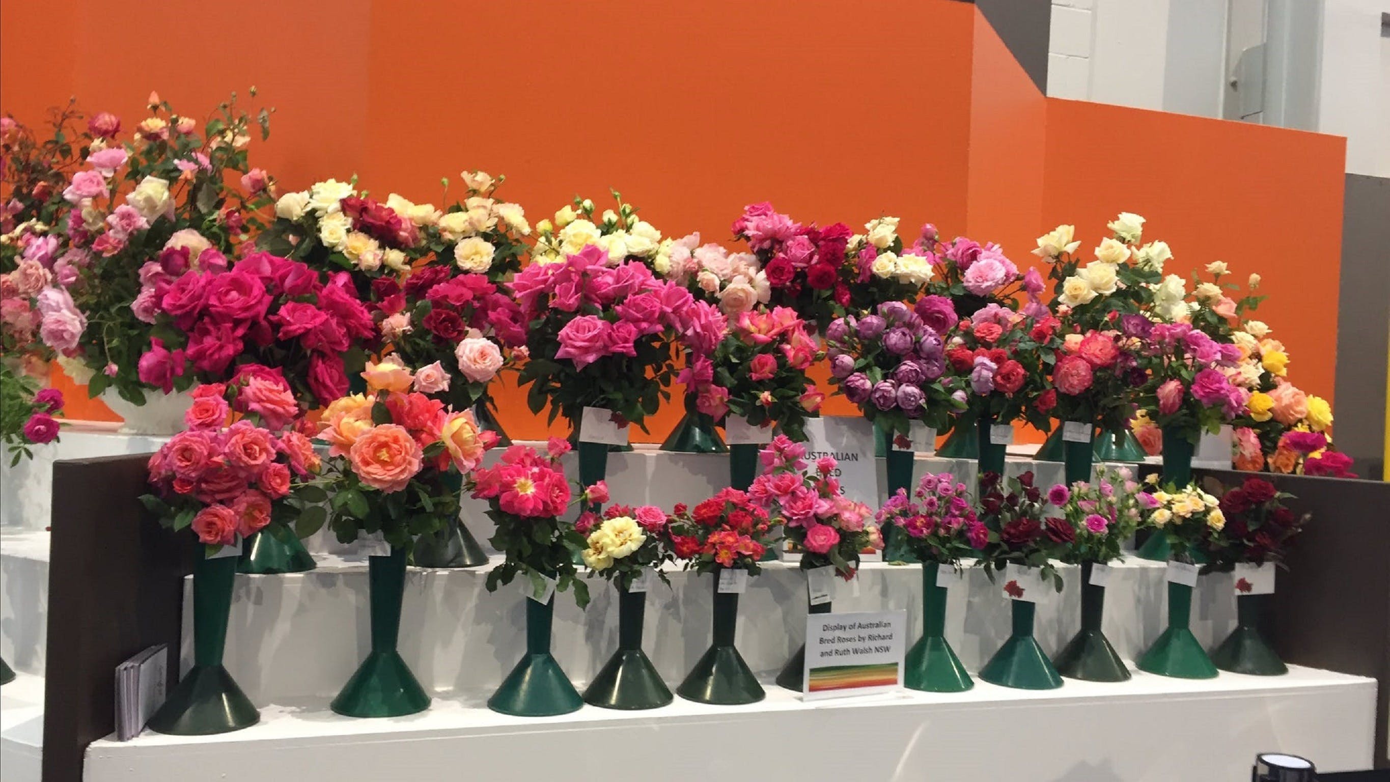 Roses By The Seaside: National Rose Championships And Conference - thumb 1