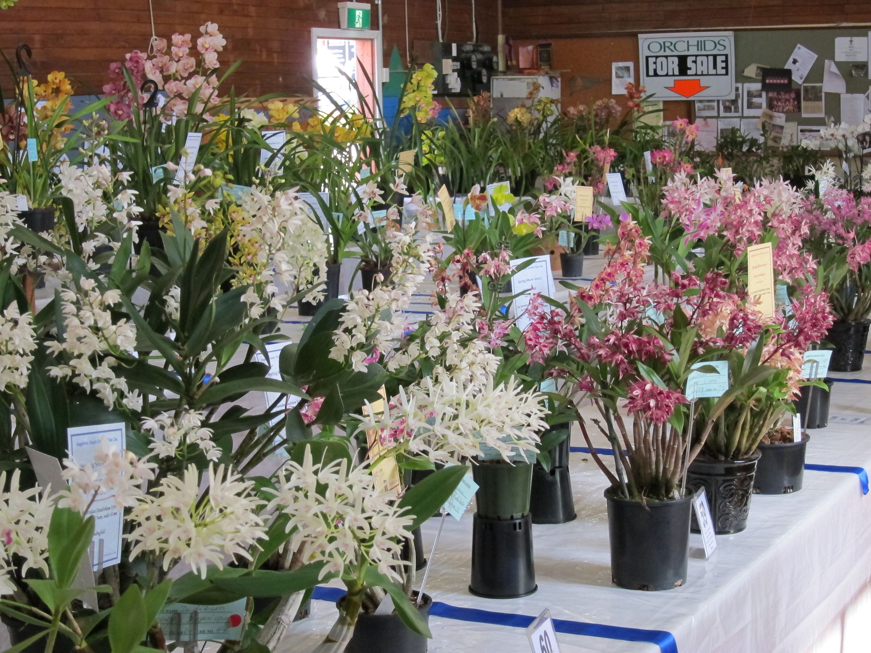 Sapphire Coast Orchid Club Spring Orchid Show - Yamba Accommodation