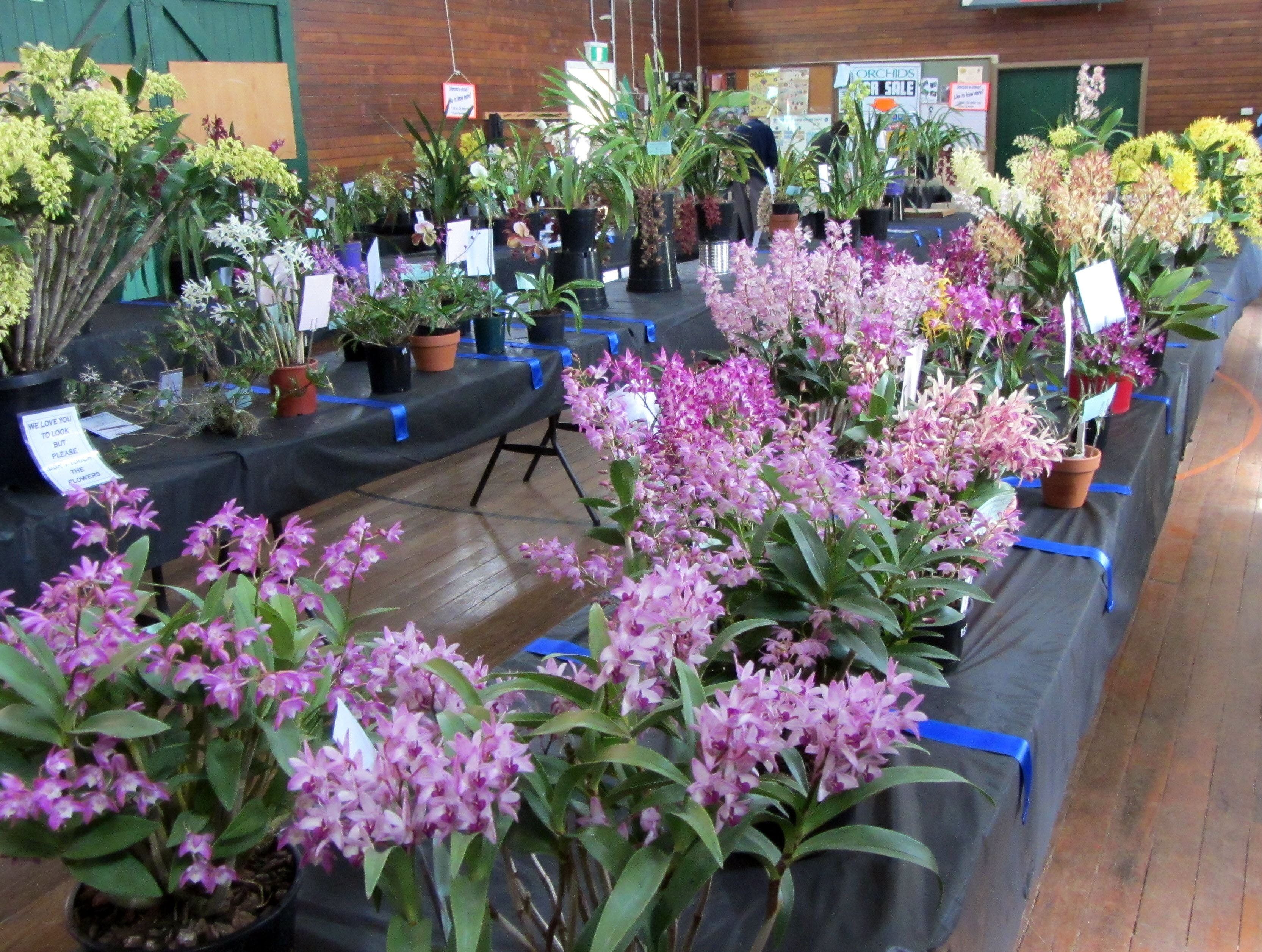 Sapphire Coast Orchid Club Spring Orchid Show - thumb 1