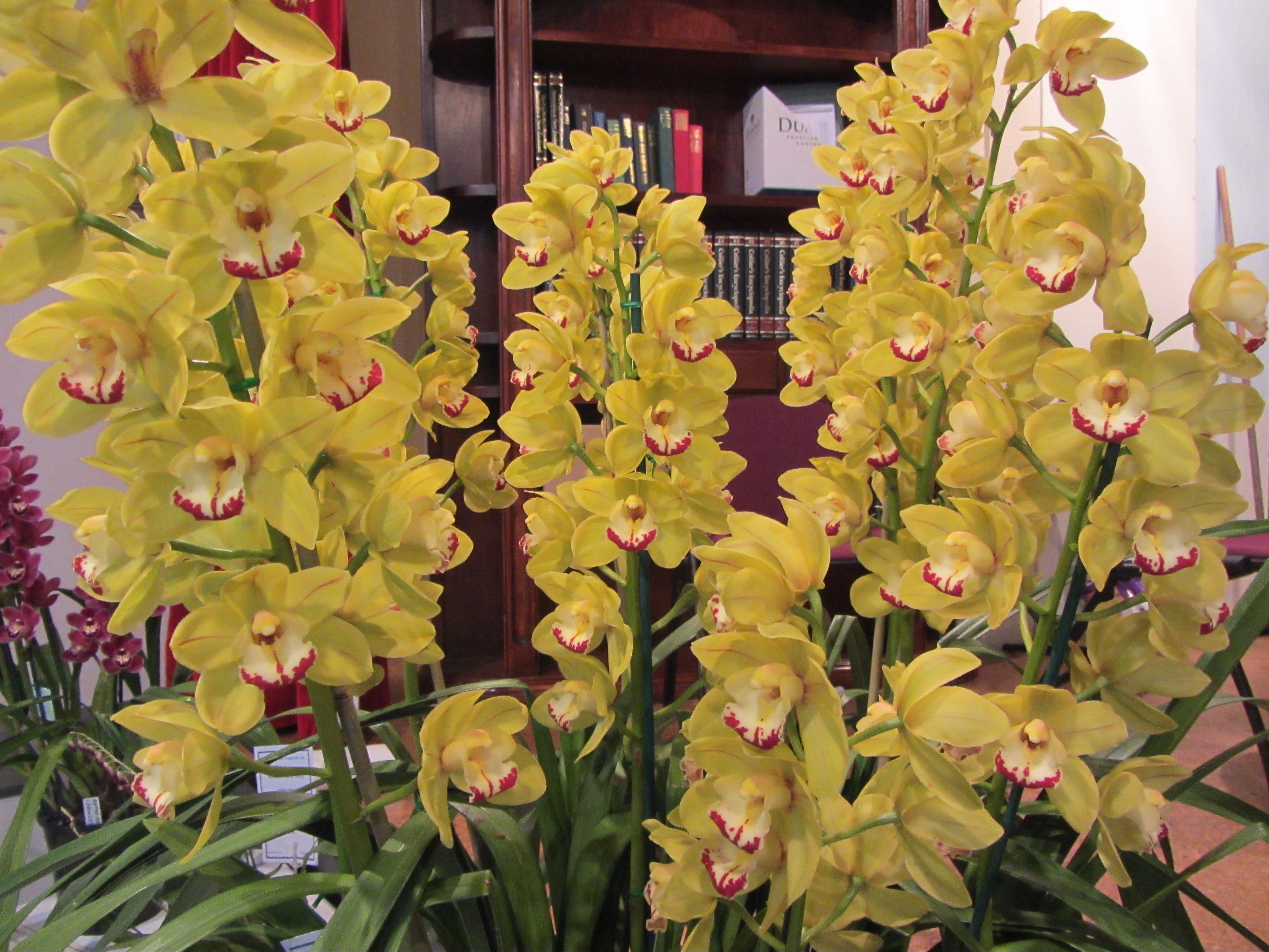 Sapphire Coast Orchid Club Winter Orchid Show - Restaurants Sydney