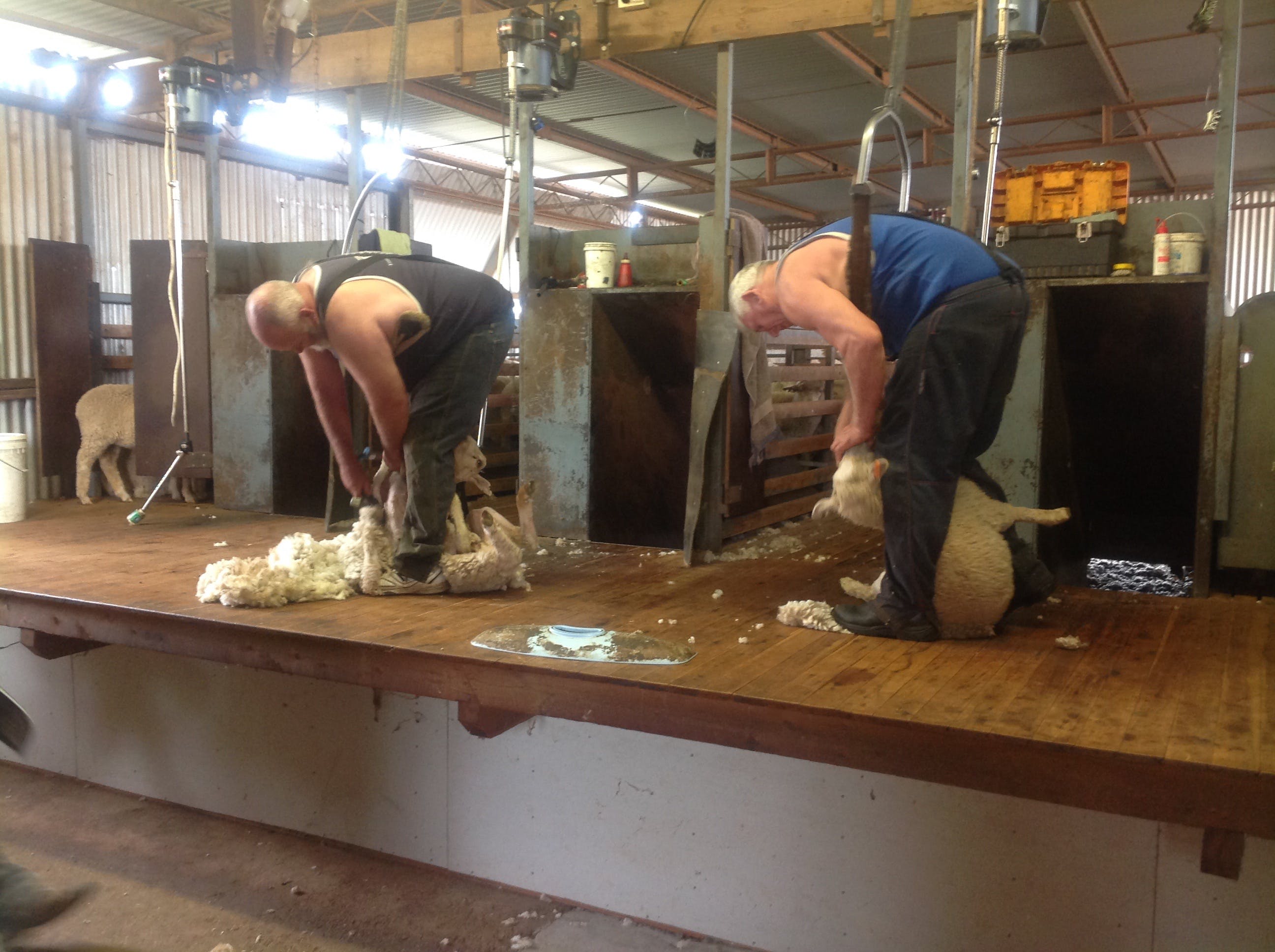 Sheep Shearing Farm Tour - thumb 0