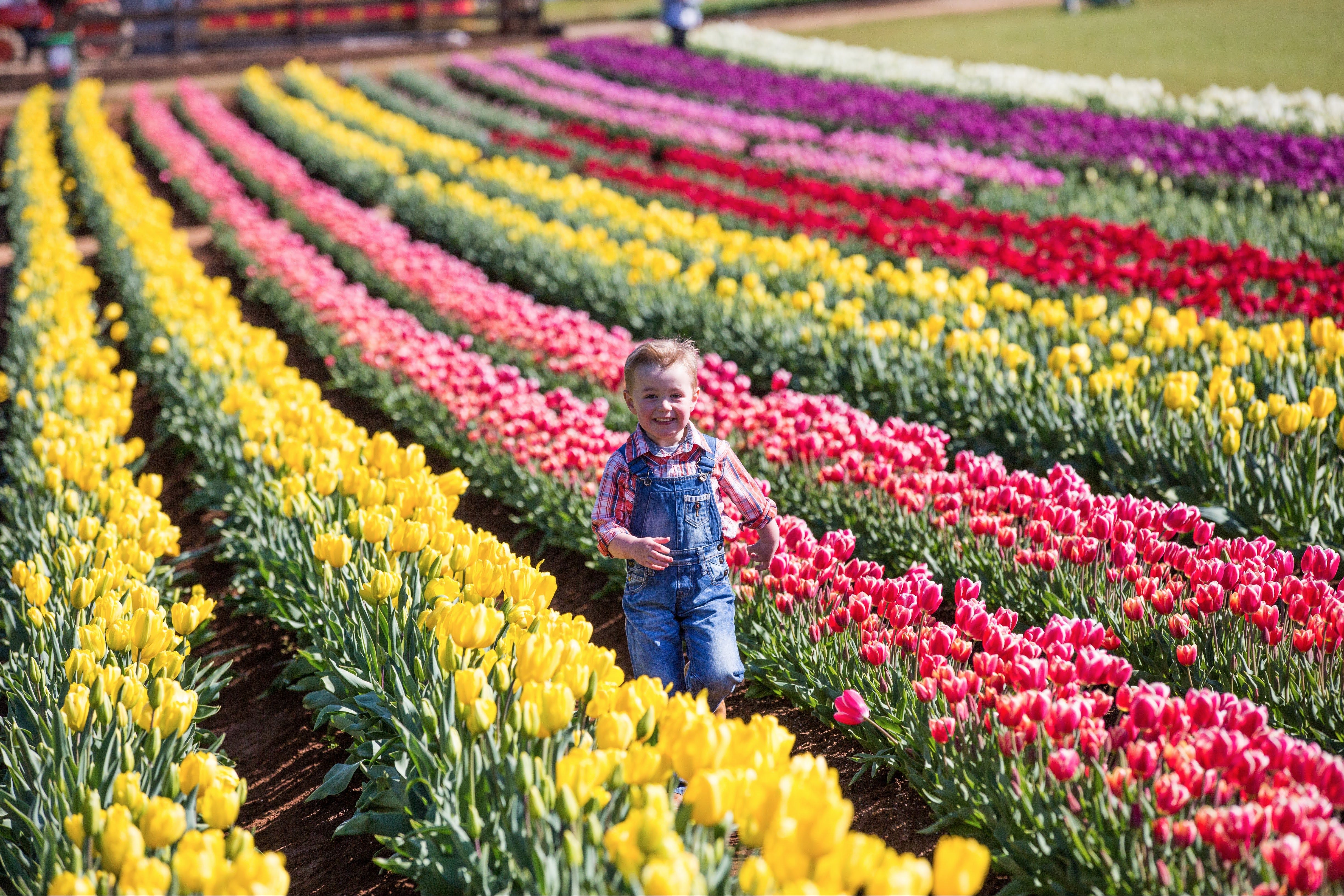 Tesselaar Tulip Festival - Tourism Bookings WA