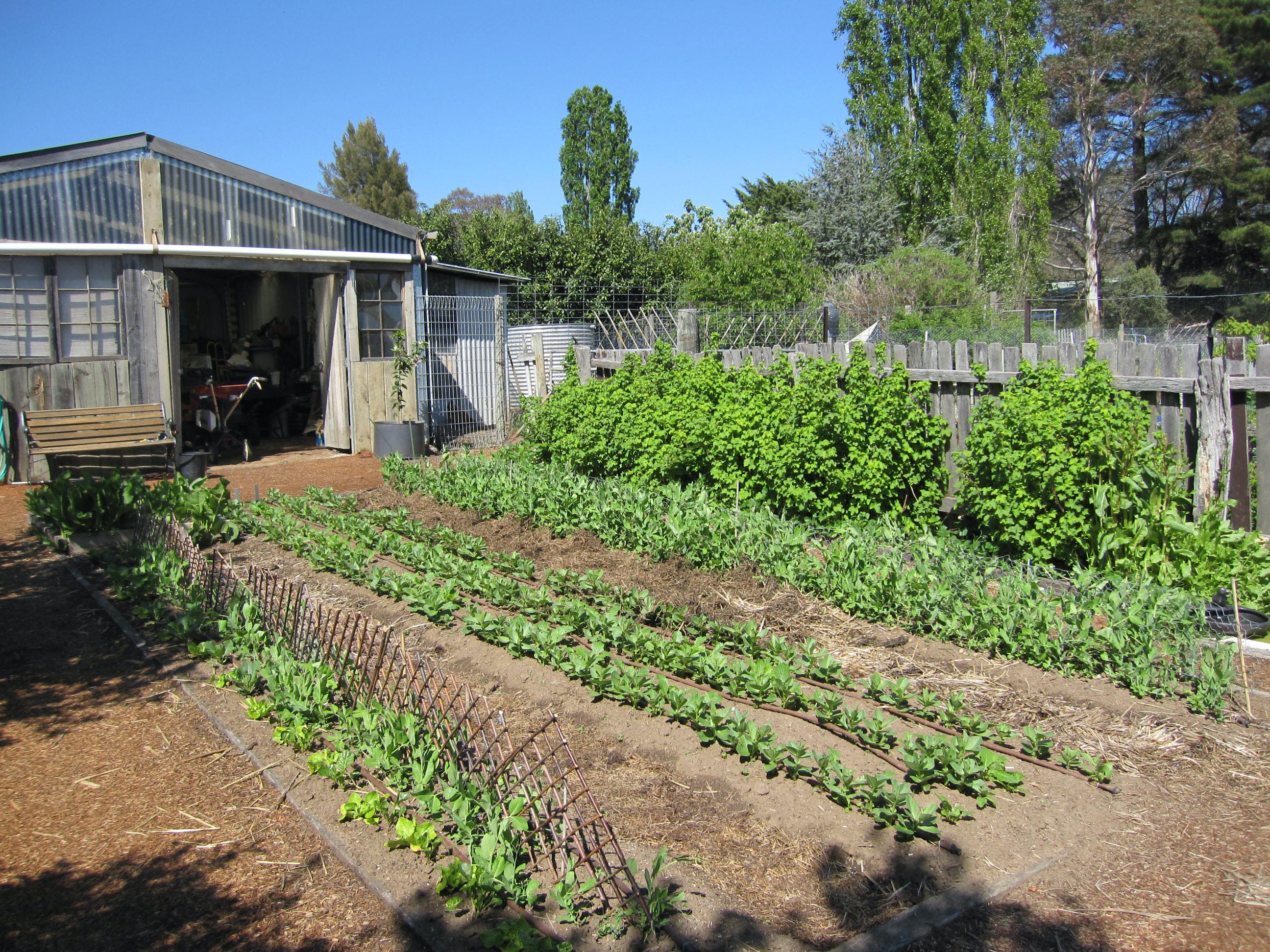 All Season Cold Climate Organic Vegetable Growing - thumb 1