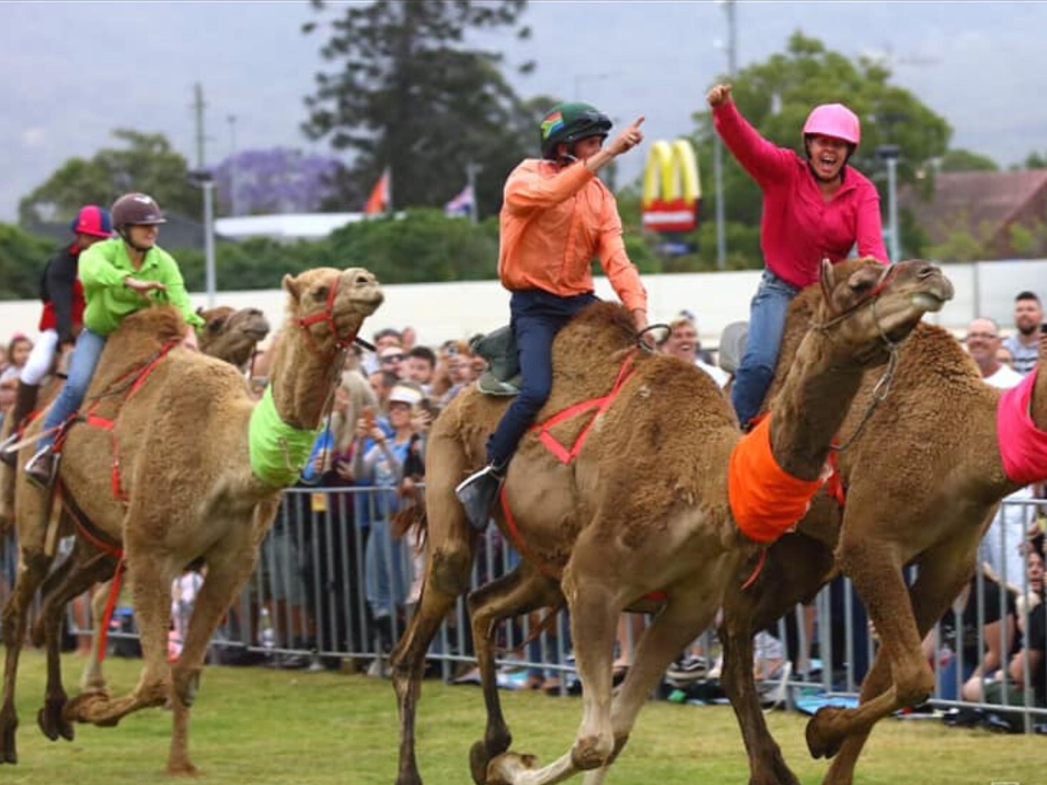 Camel Races at Penrith Paceway - Accommodation Kalgoorlie