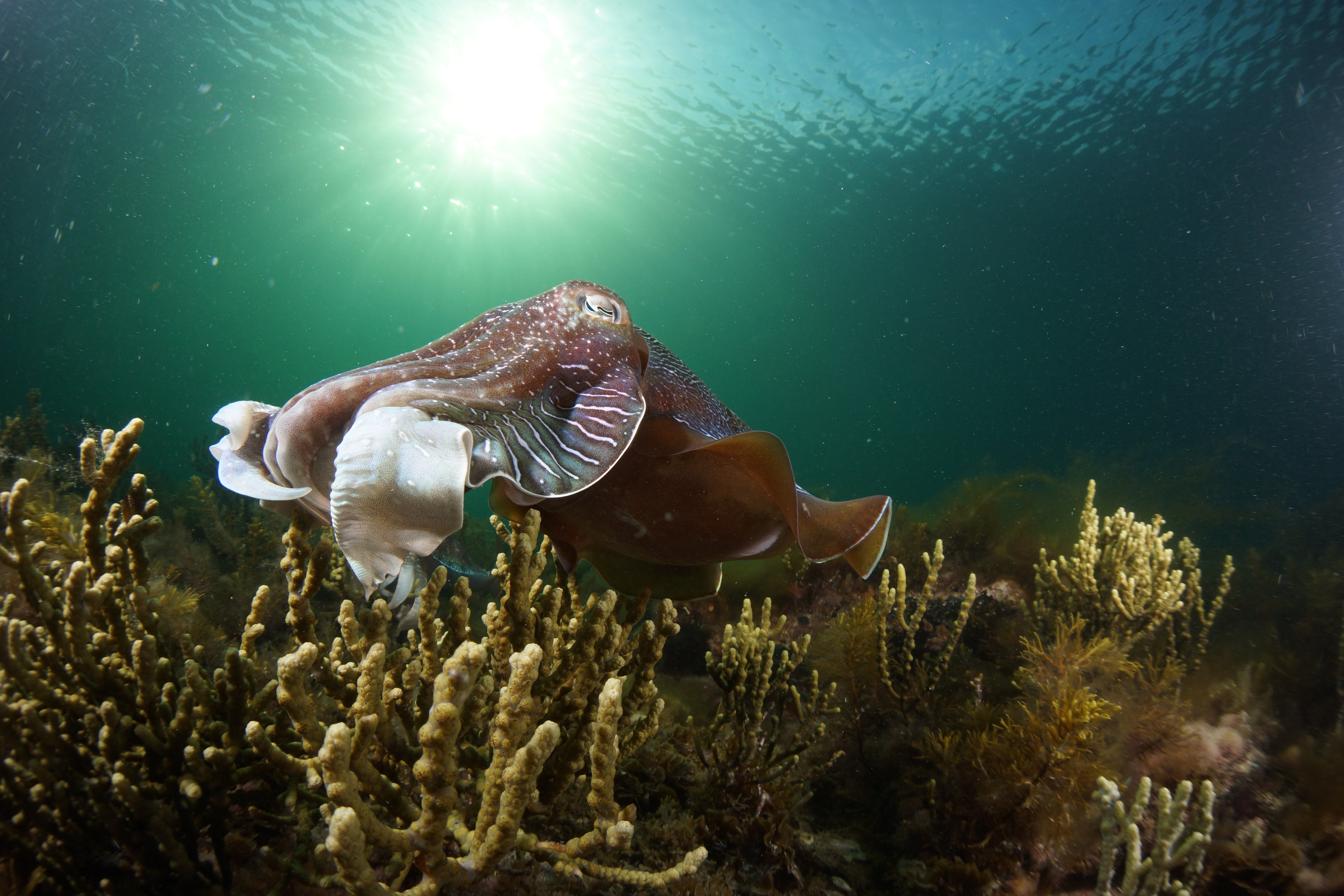 Cuttlefish Diving  Snorkeling EVERYDAY May -August - Accommodation Gold Coast