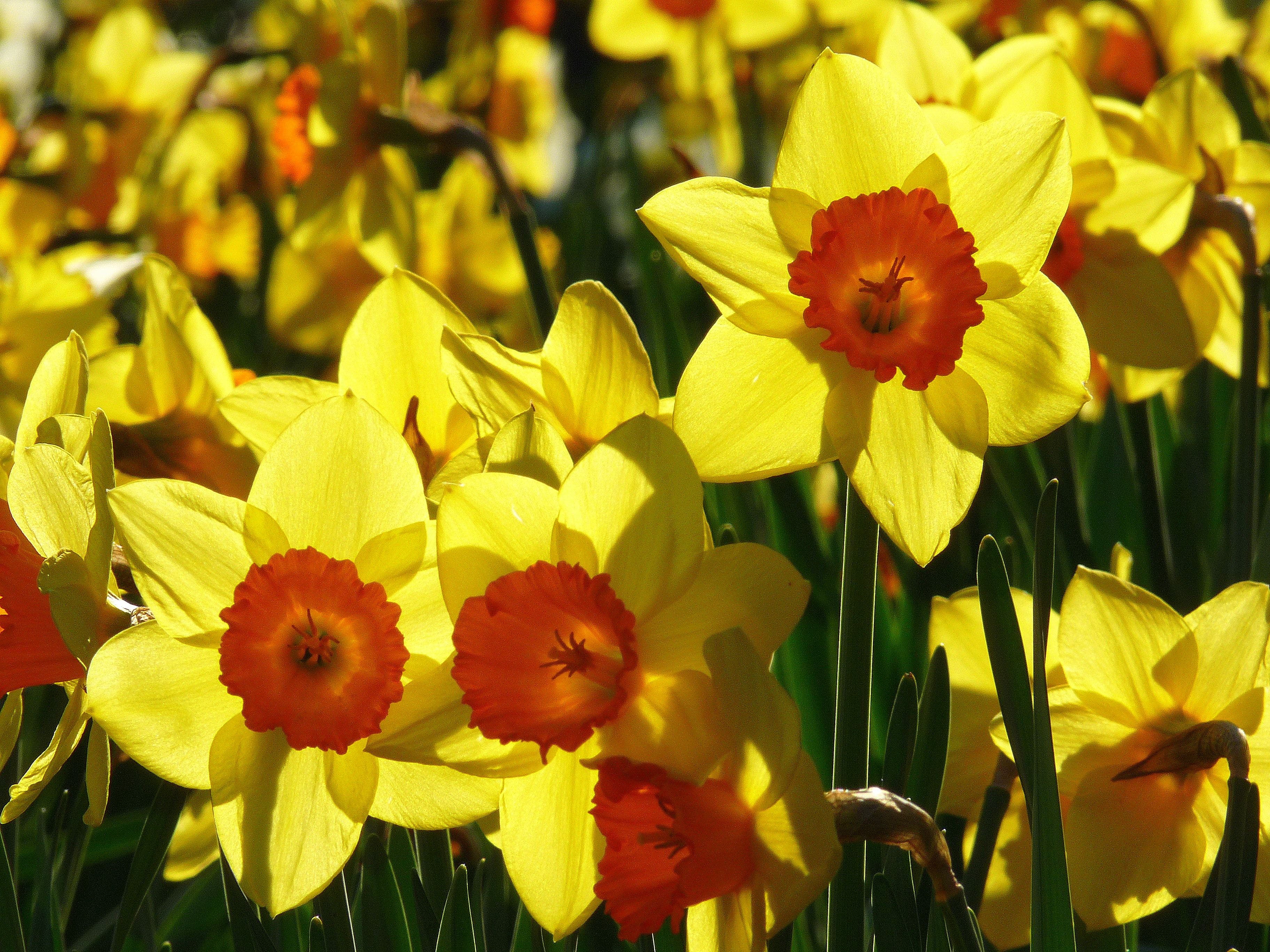 Daffodils At Rydal - thumb 1