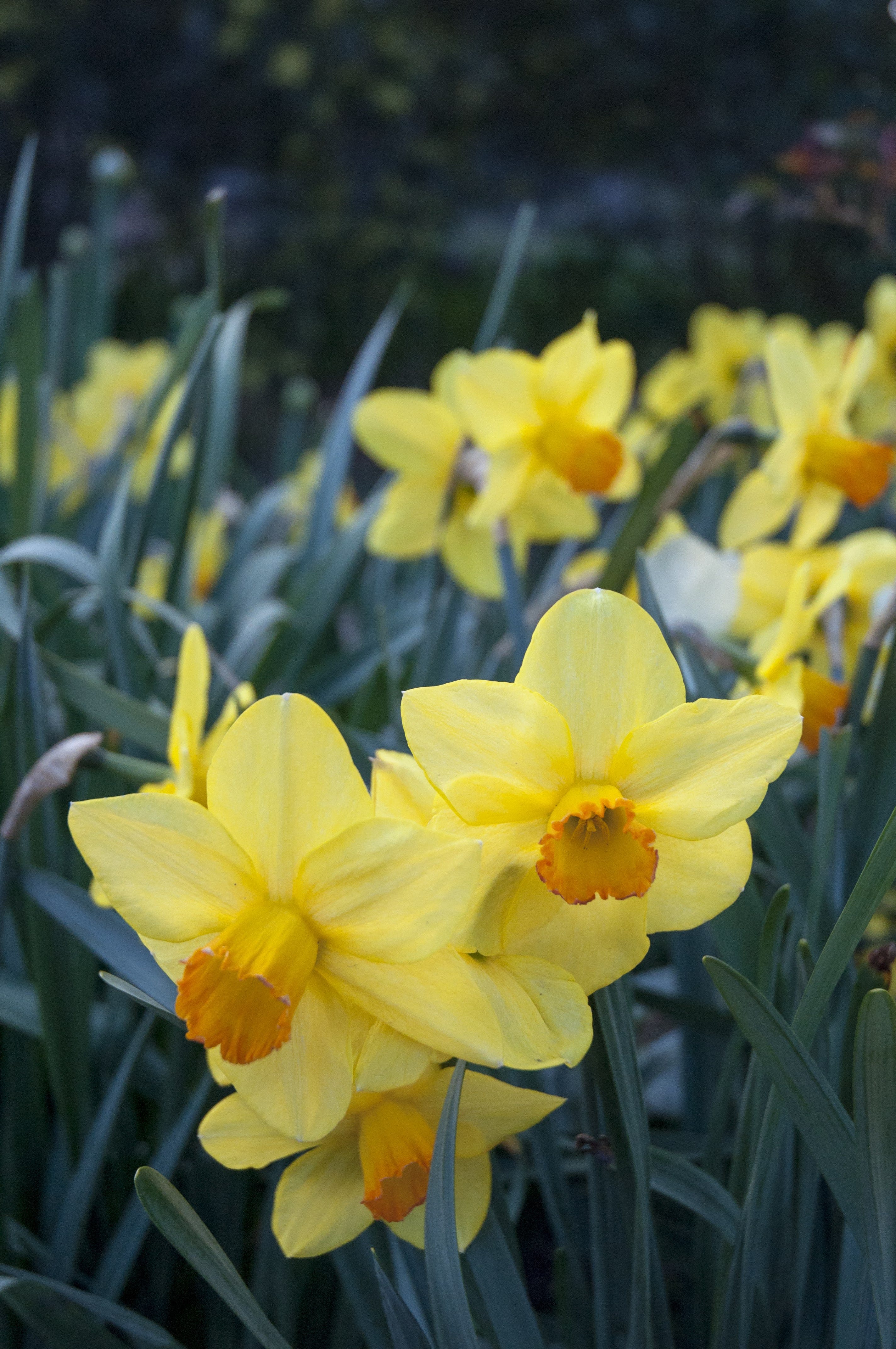 Daffodils At Rydal - thumb 2