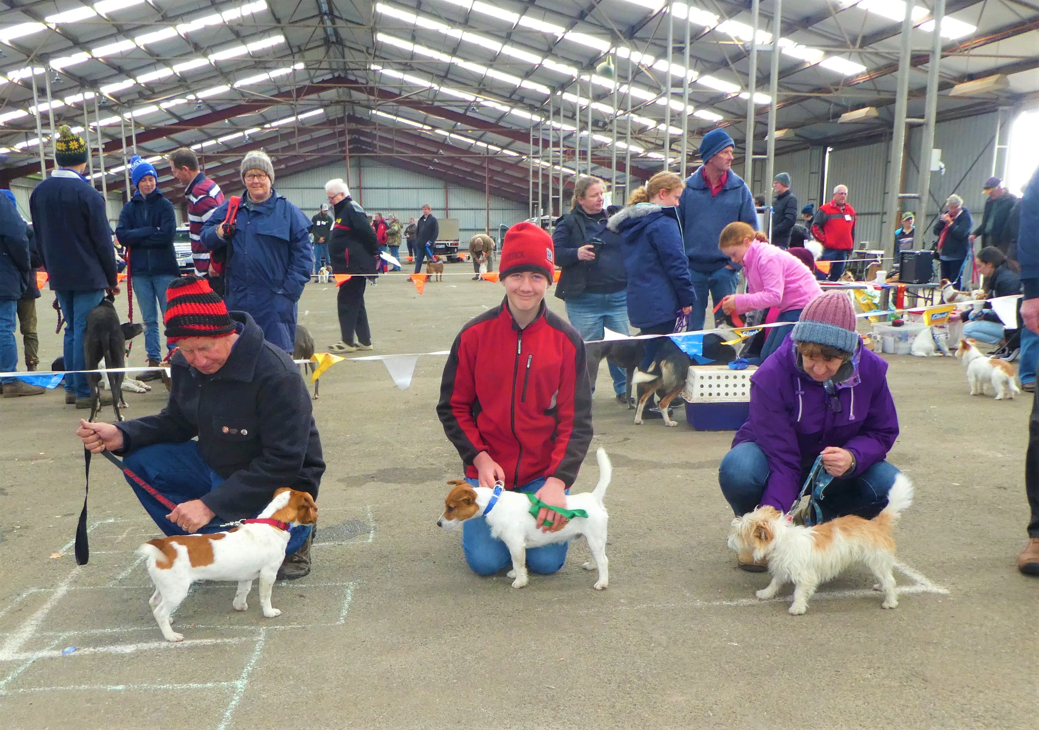 Hamilton Jack Russell Terrier and Hunting Dog Show - Accommodation Cooktown