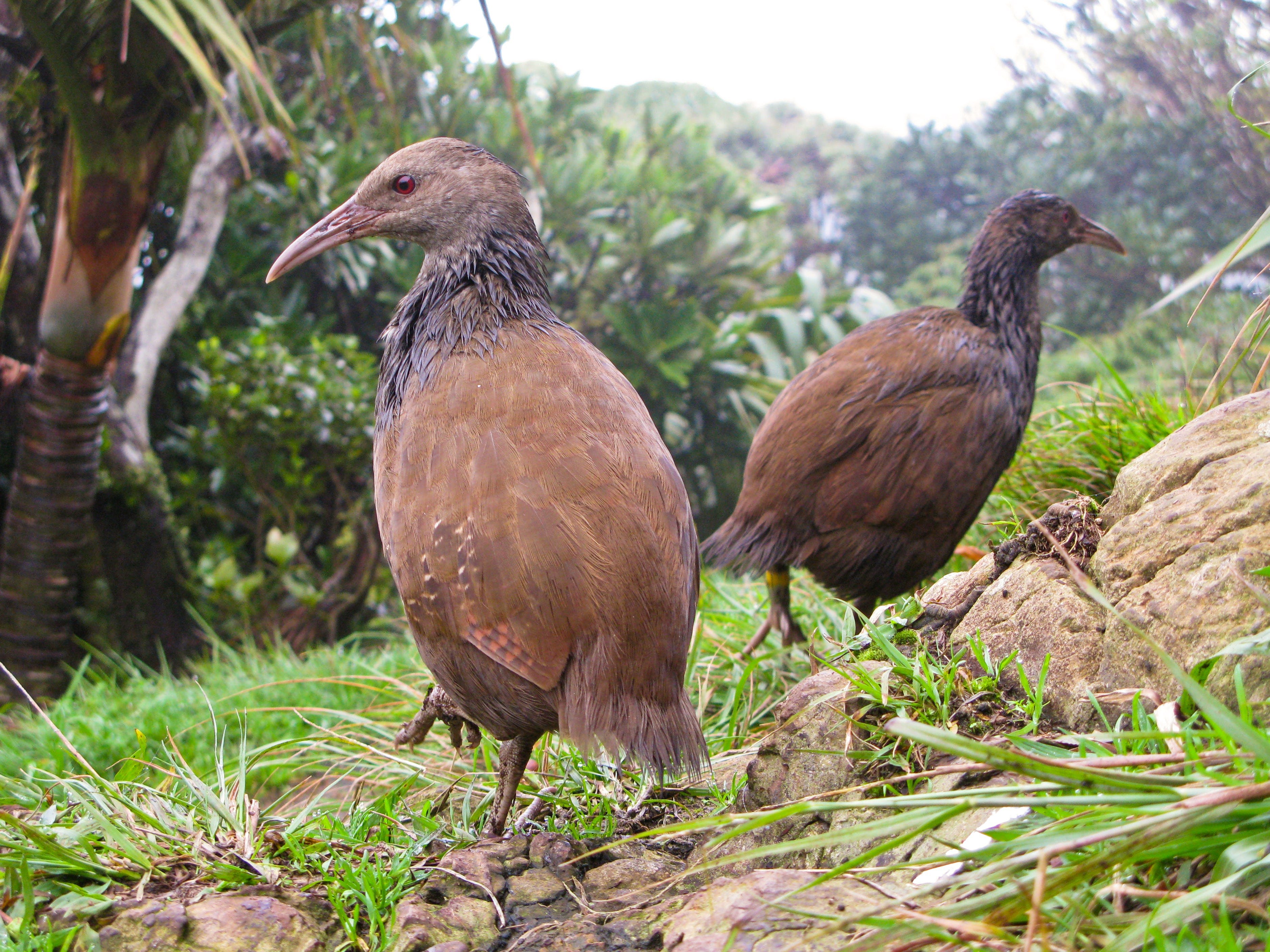 Lord Howe Island Bird Week - thumb 0