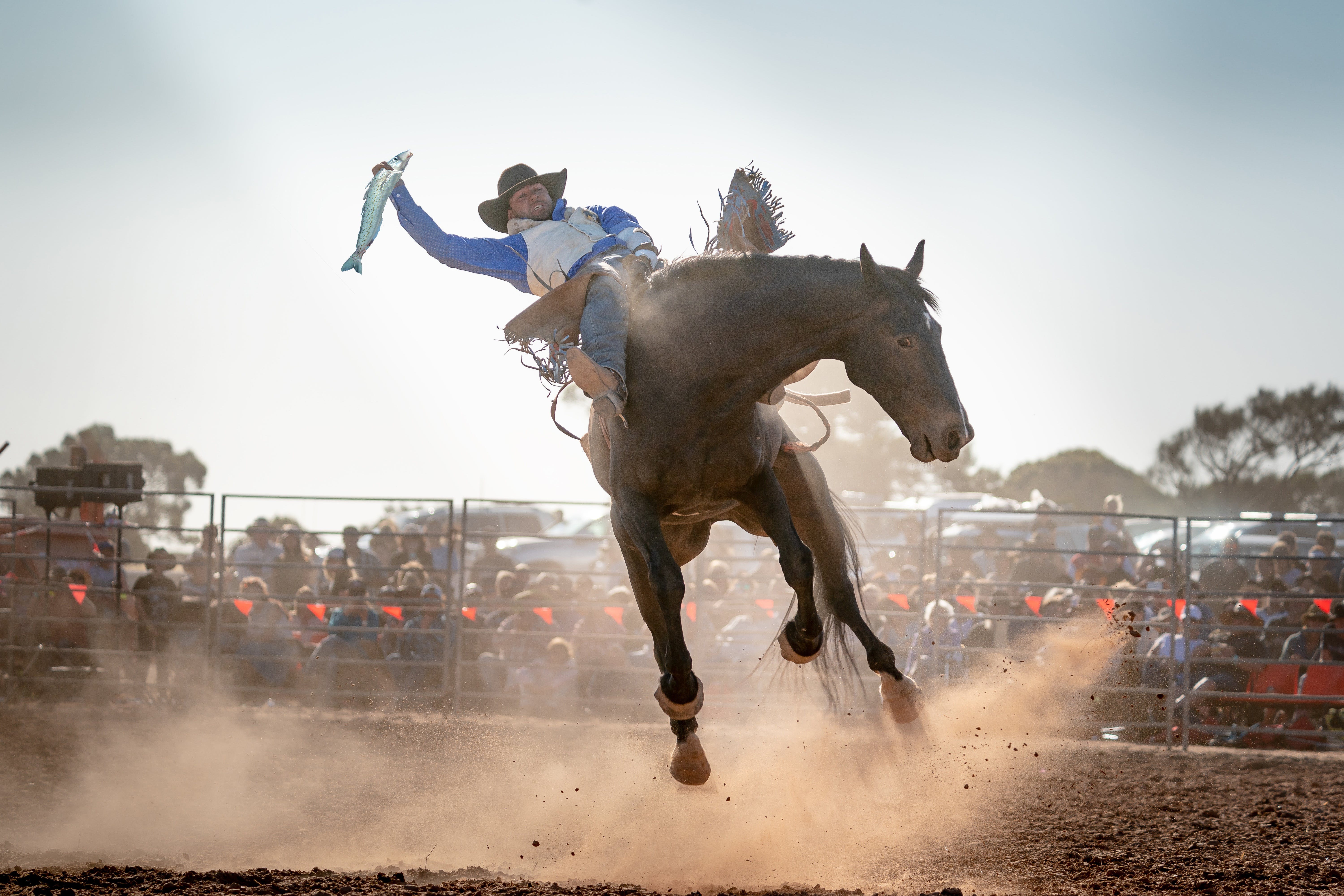 Rodeo by the Sea - Streaky Bay - Geraldton Accommodation