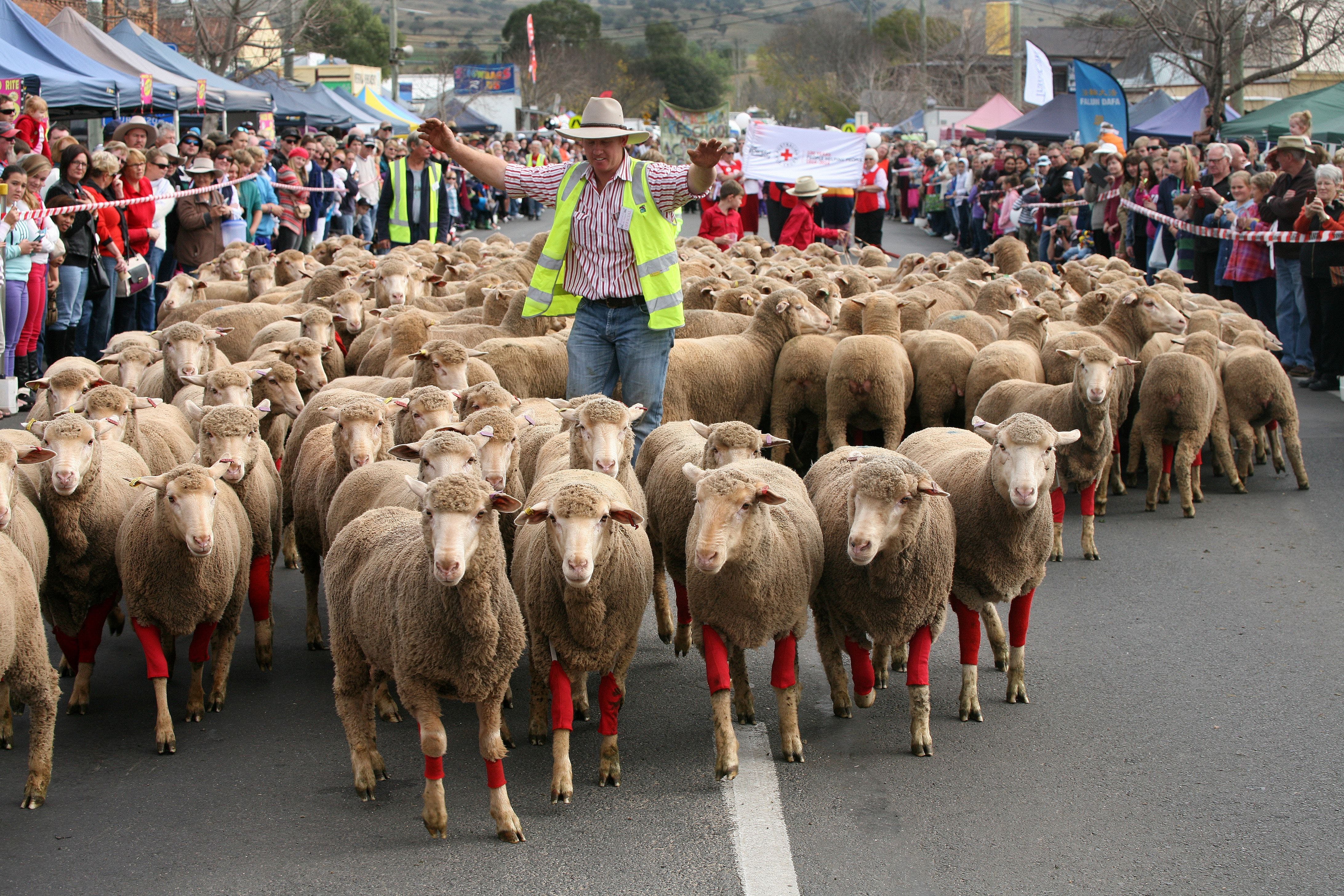 Rosto Merriwa Festival Of The Fleeces - thumb 1