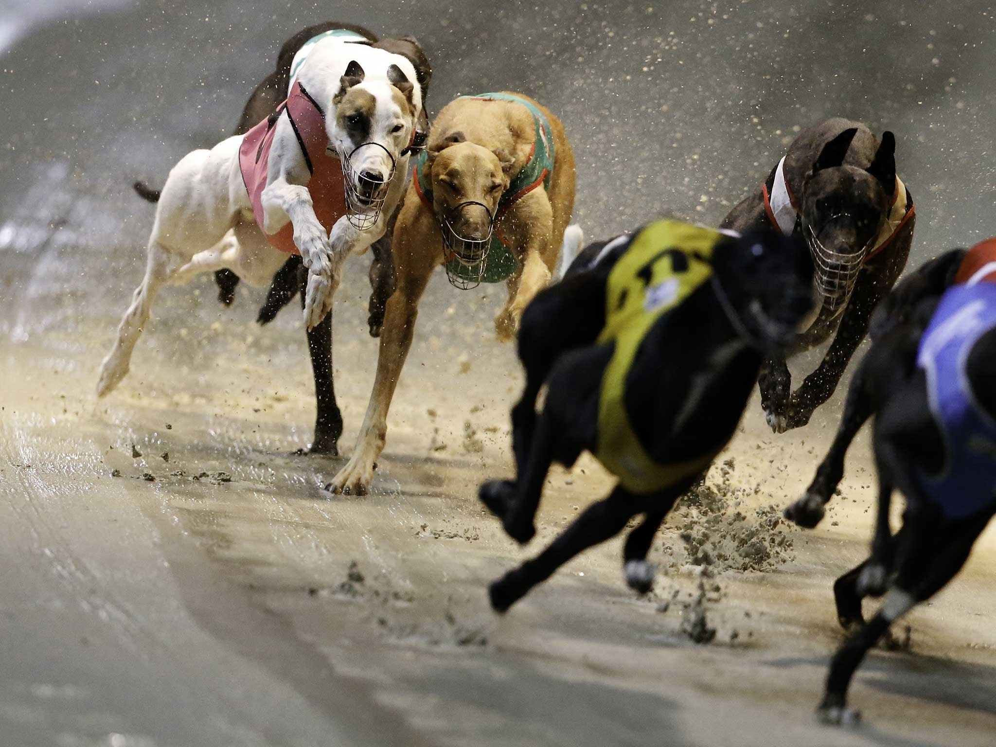 Twilight Greyhound Racing