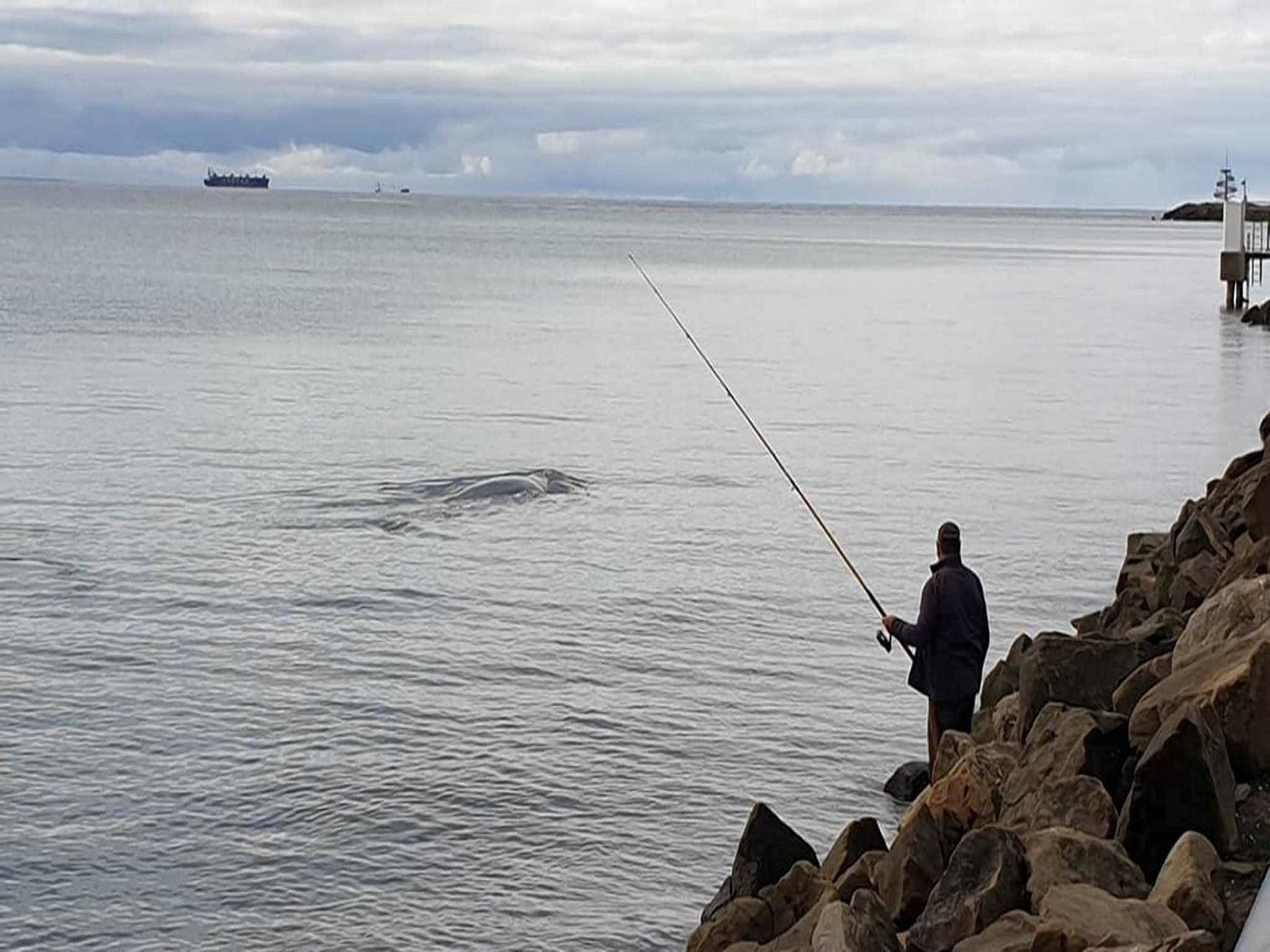Whale Watching in Portland - Nambucca Heads Accommodation